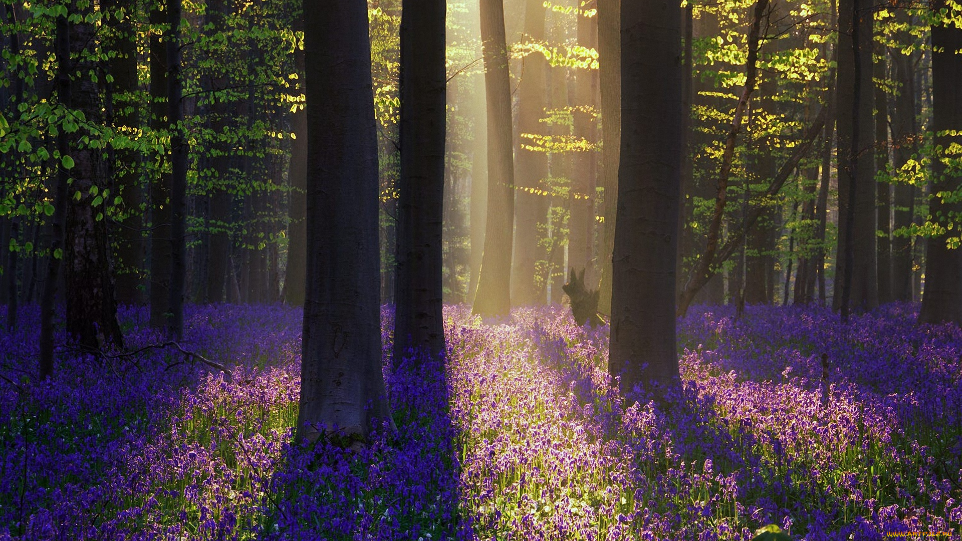 природа, лес, цветы