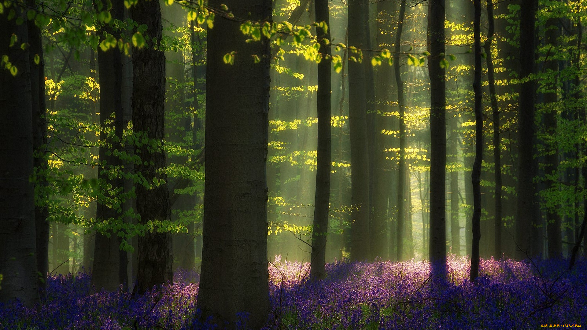 природа, лес, цветы