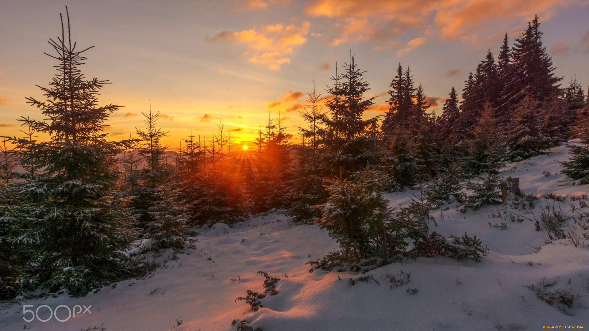 природа, восходы, закаты, снег, лес, солнце, зима