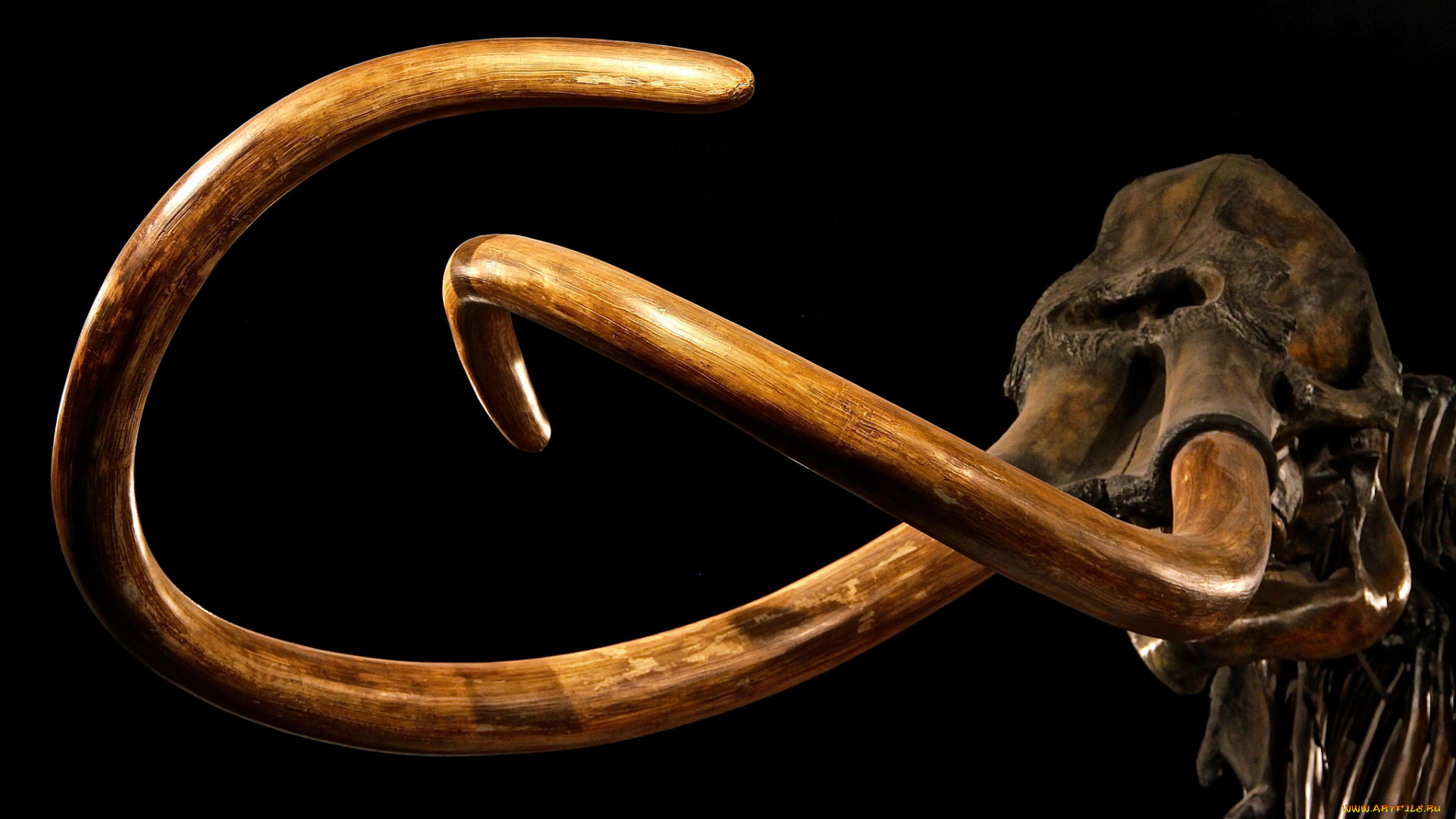 разное, кости, , рентген, бивни, мамонт, скелет, музей