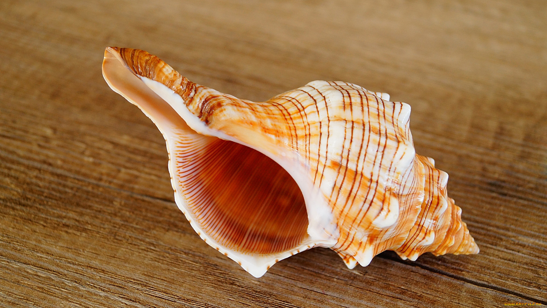 разное, ракушки, , кораллы, , декоративные, и, spa-камни, макро