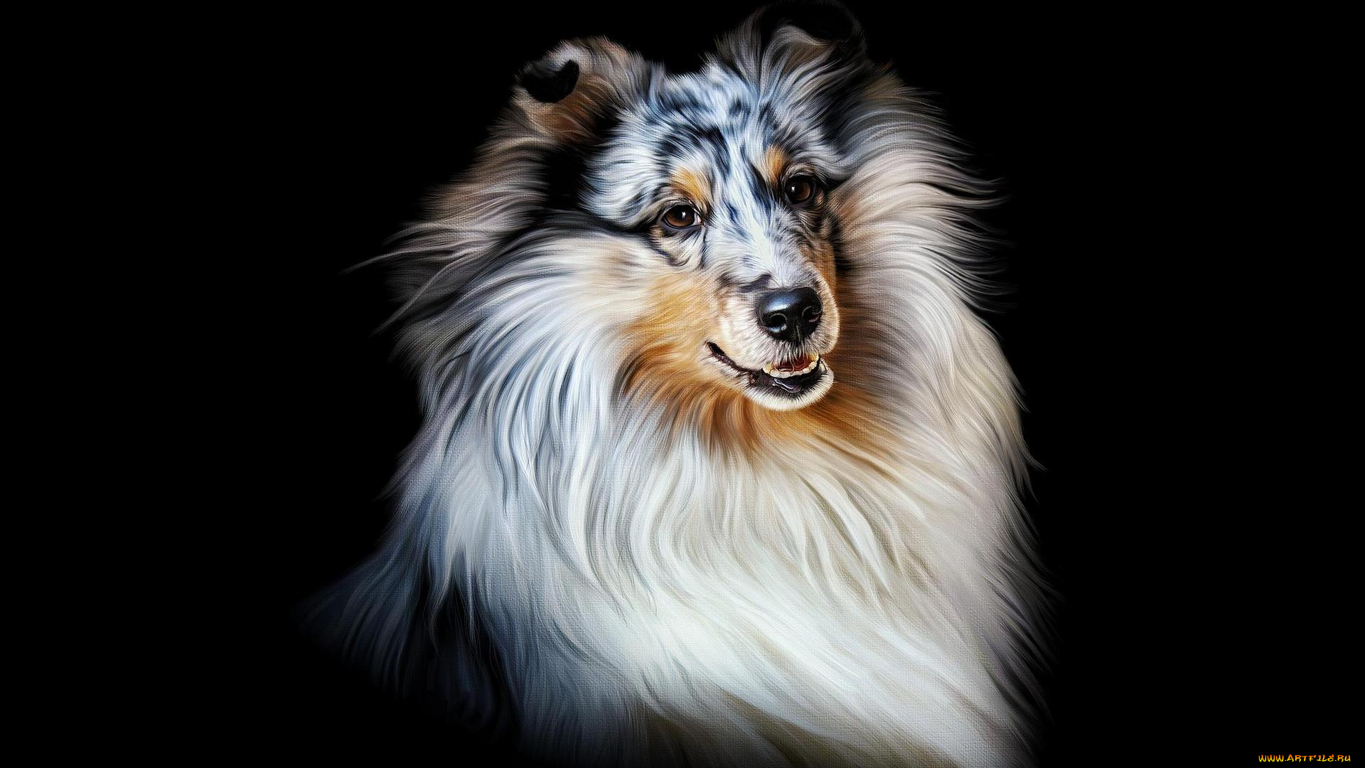 рисованное, животные, , собаки, взгляд, собака