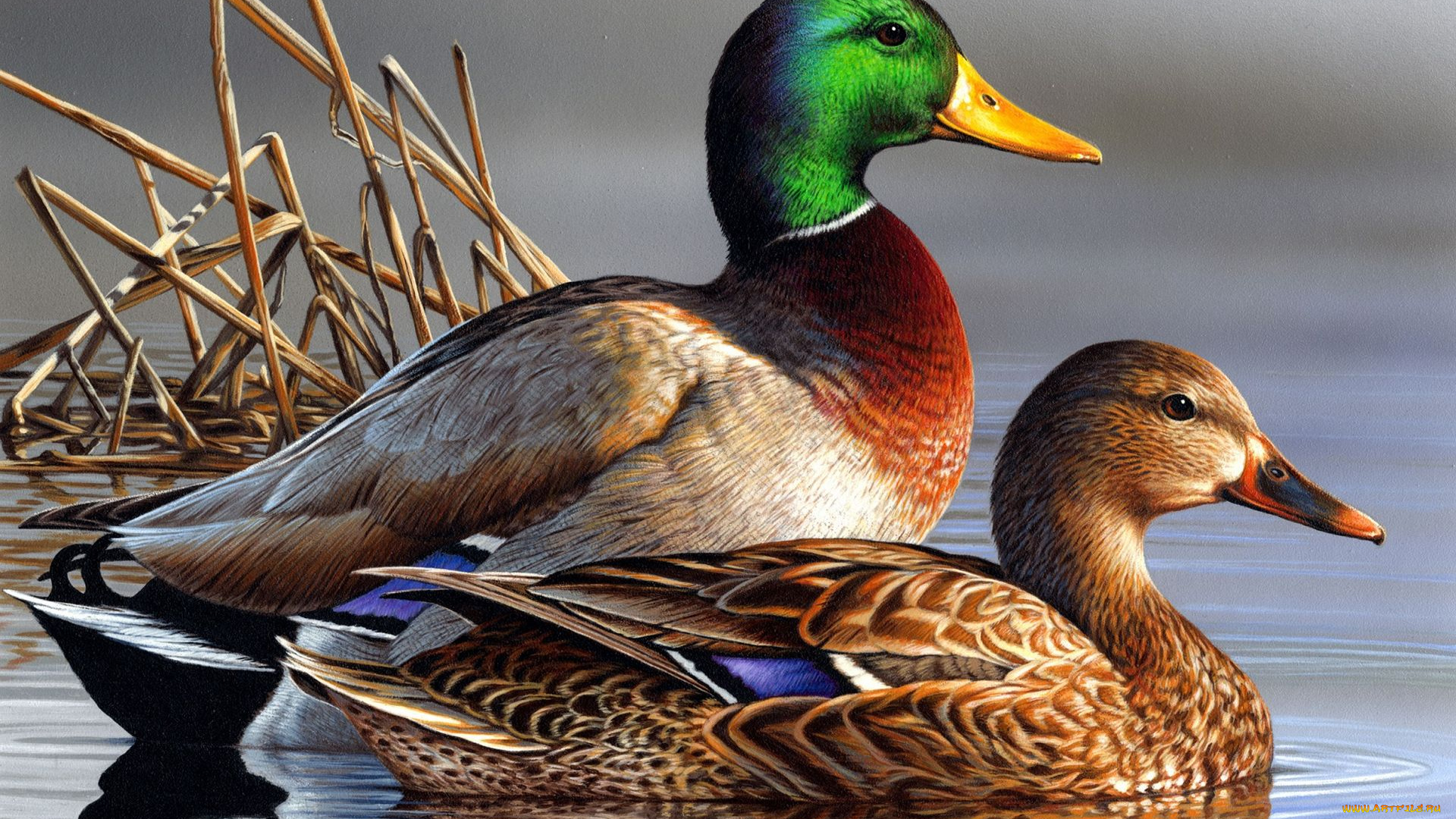 утки, рисованное, животные, , птицы, , утки, вода
