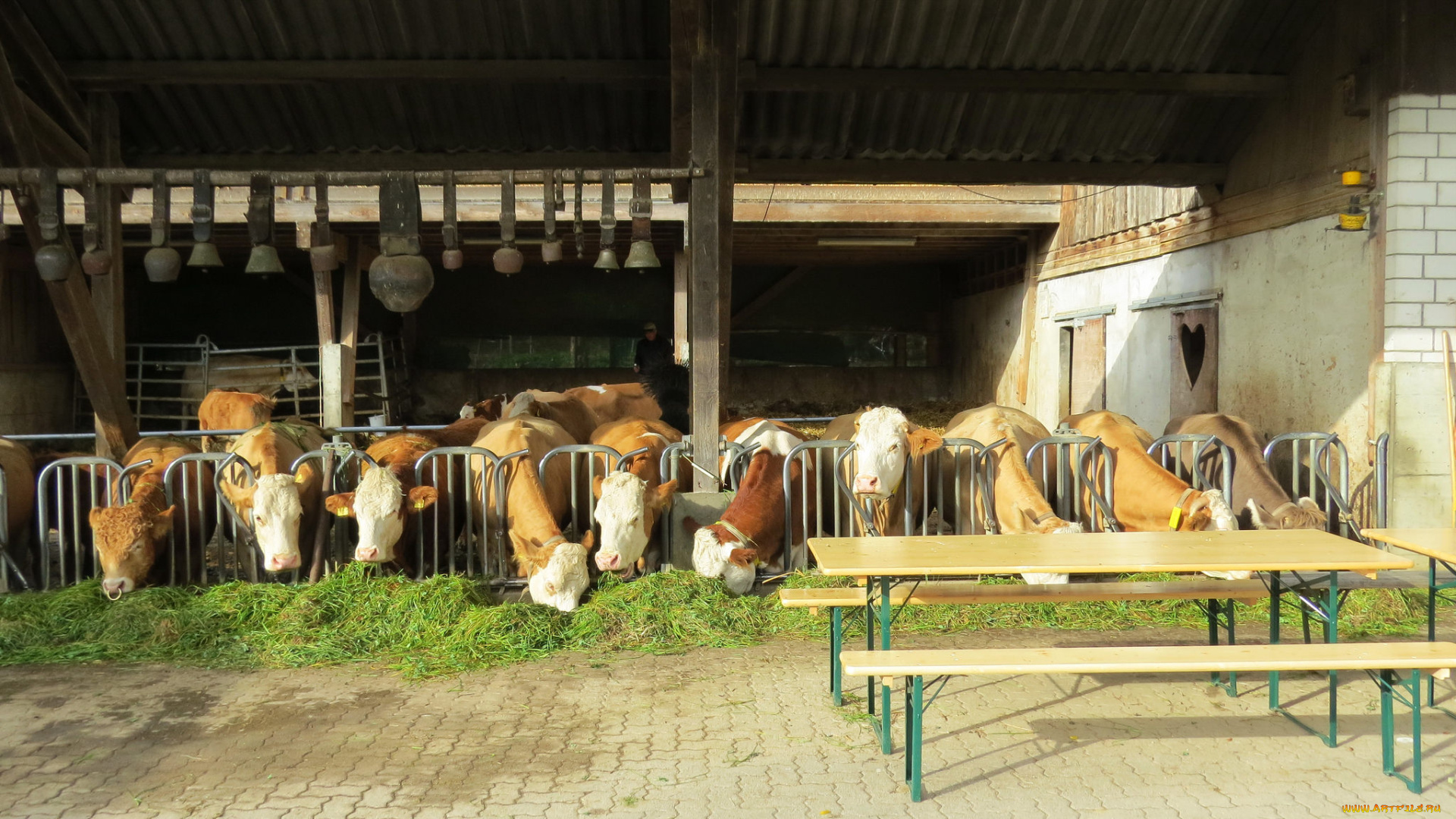 животные, коровы, , буйволы