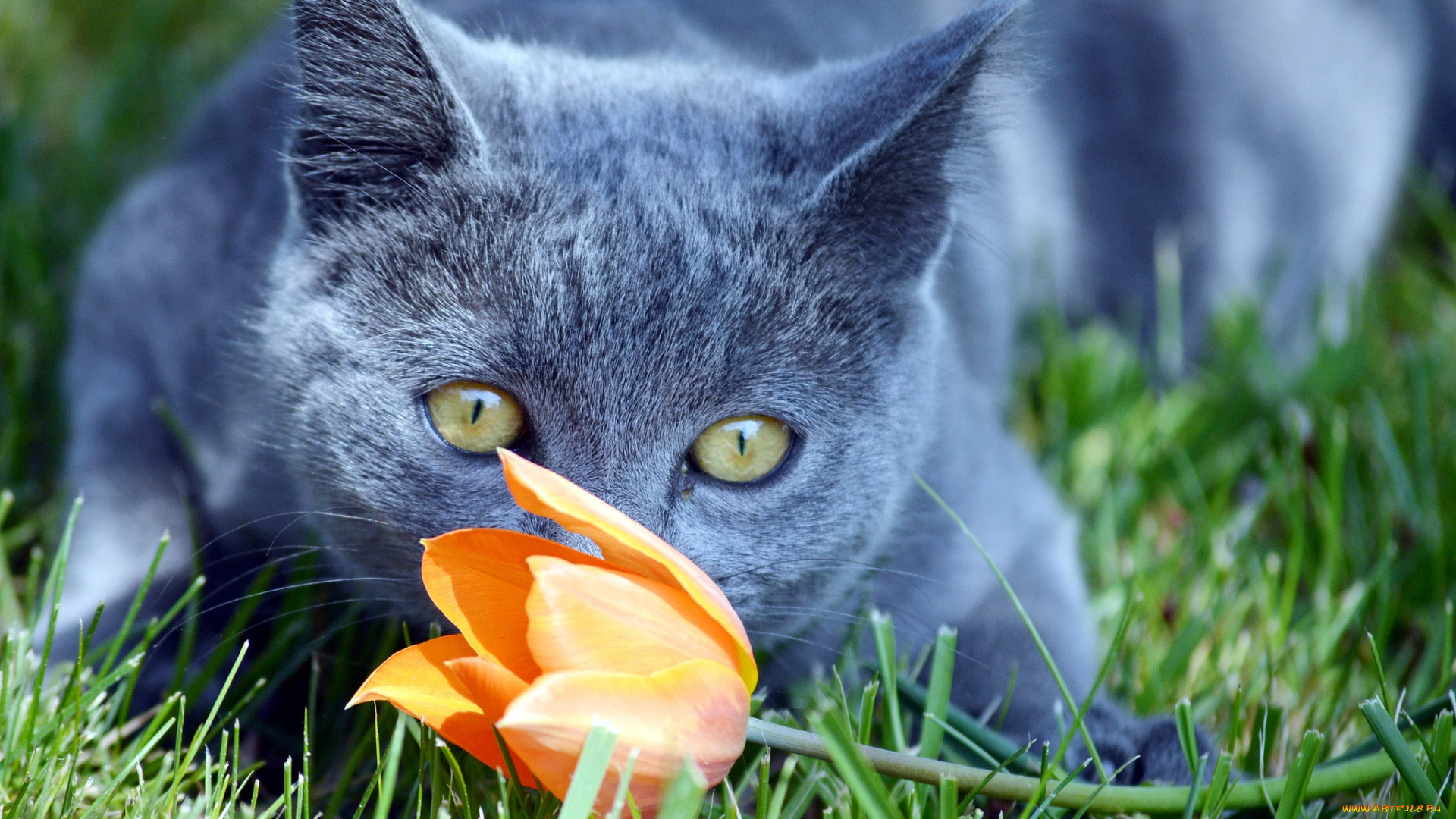 животные, коты, кошак, котяра, кот, цветок, взгляд