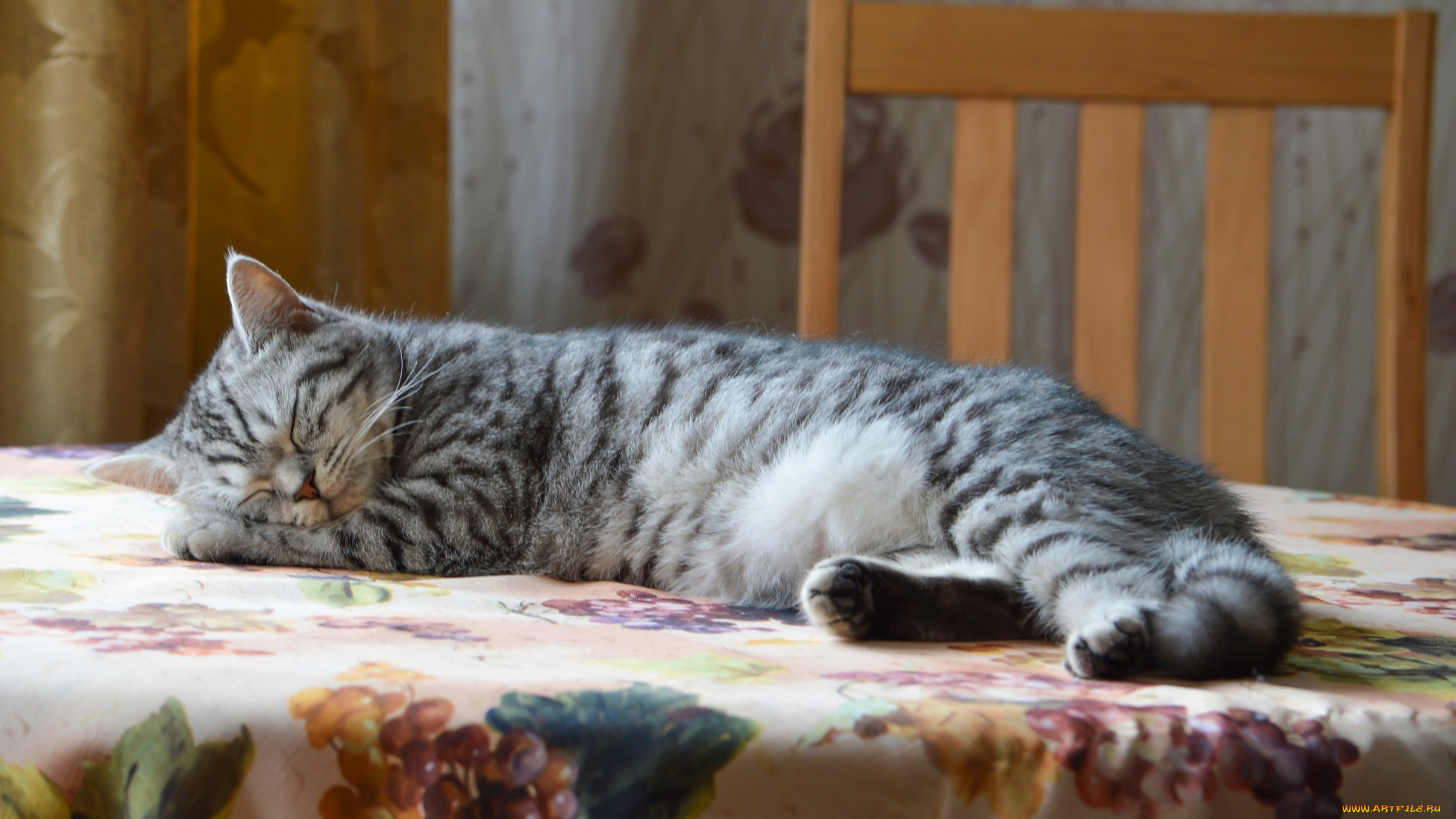 животные, коты, стол, интерьер, кошка