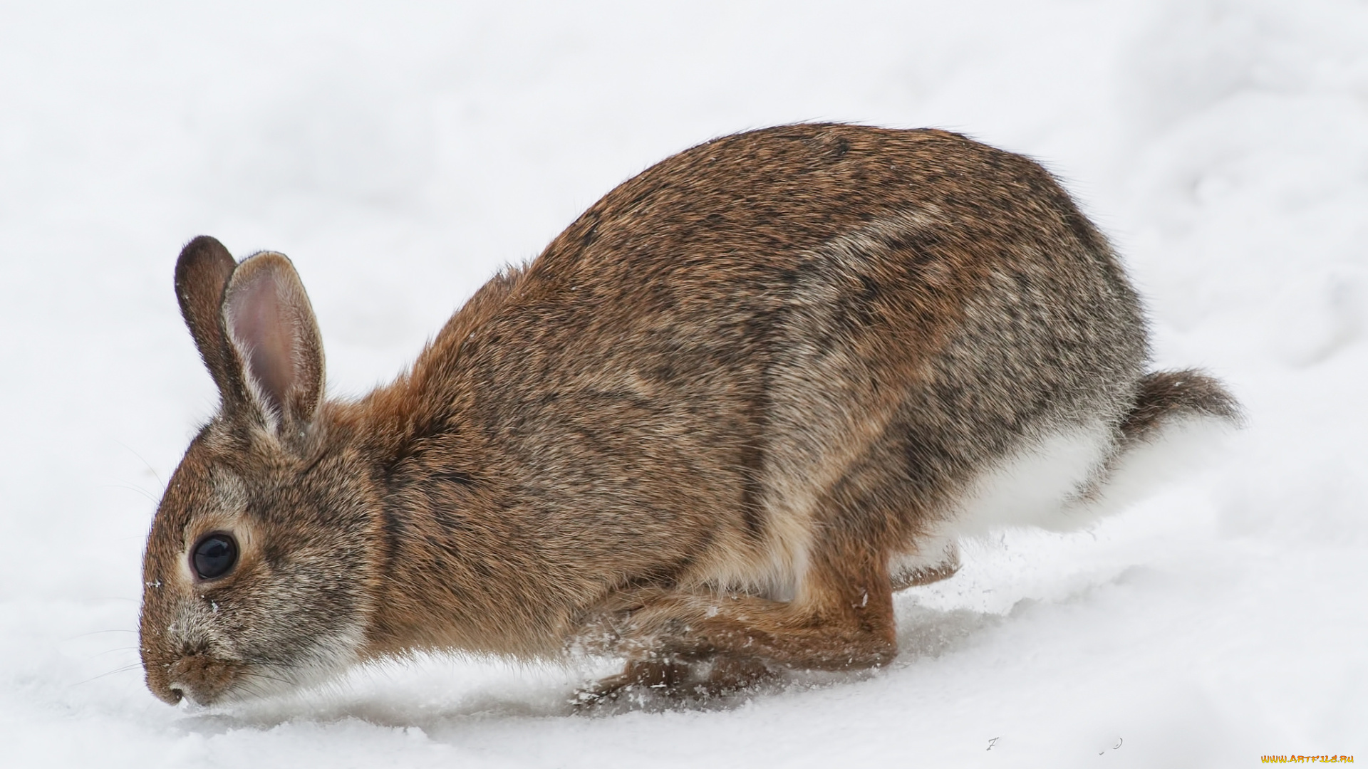 животные, кролики, , зайцы, заяц