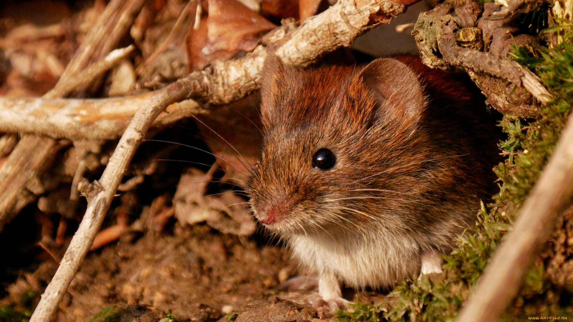 животные, крысы, , мыши, мышка