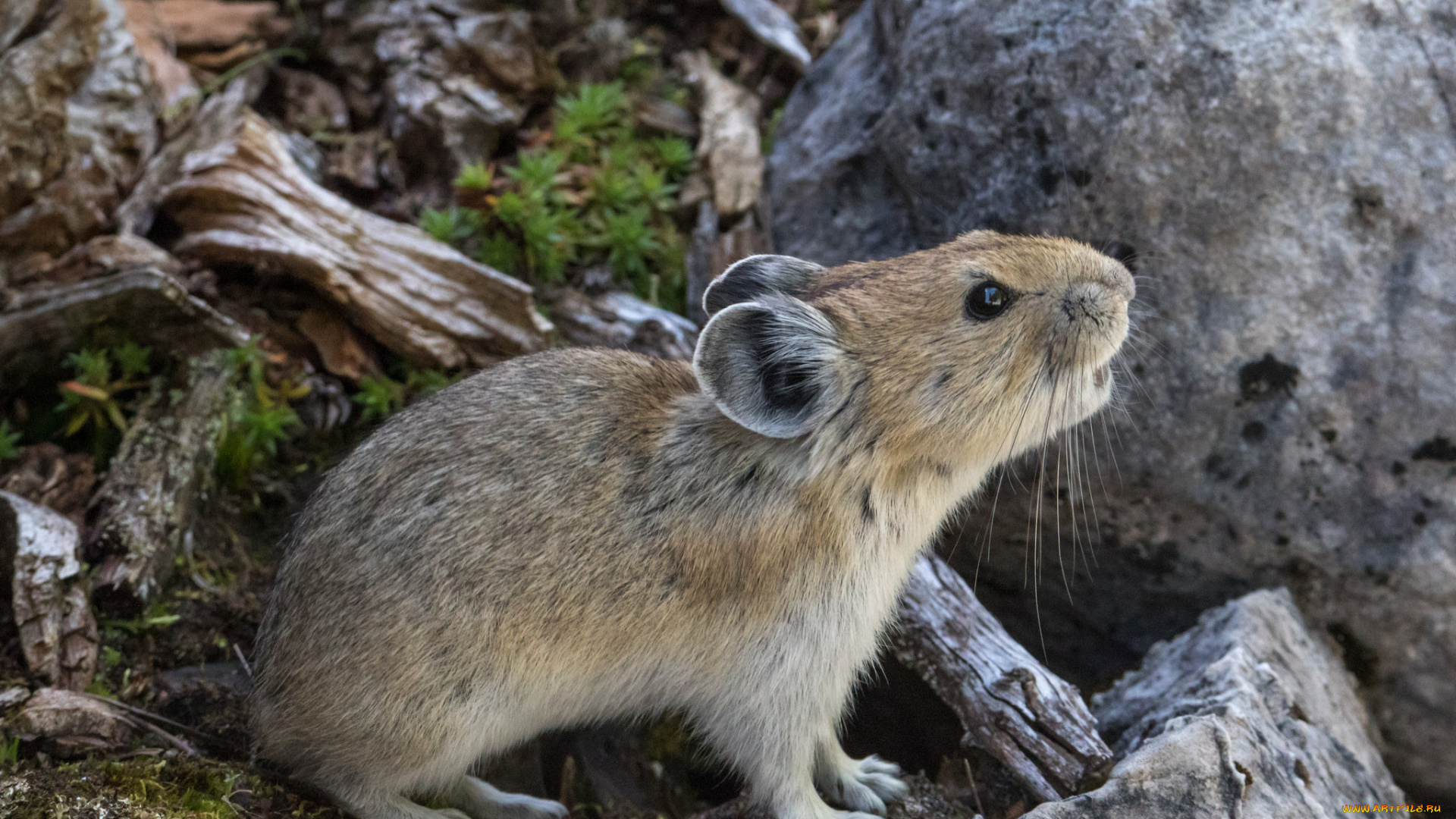 животные, крысы, , мыши, зверек