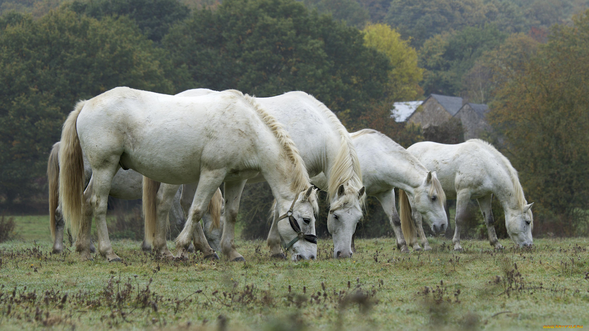 животные, лошади, лошадка