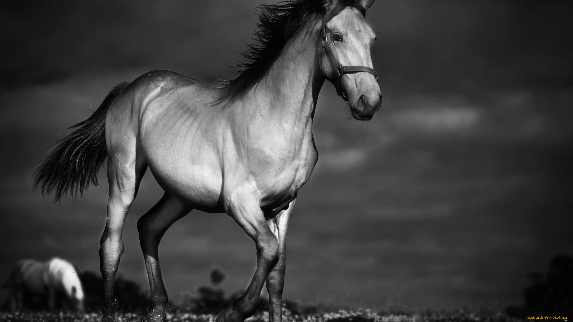 животные, лошади, лошадка