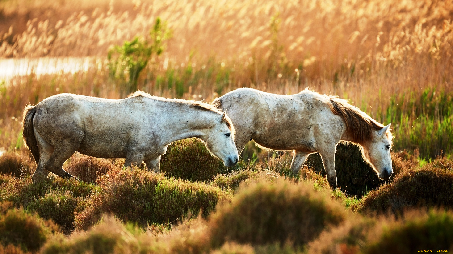 животные, лошади, трава, луг, кочки