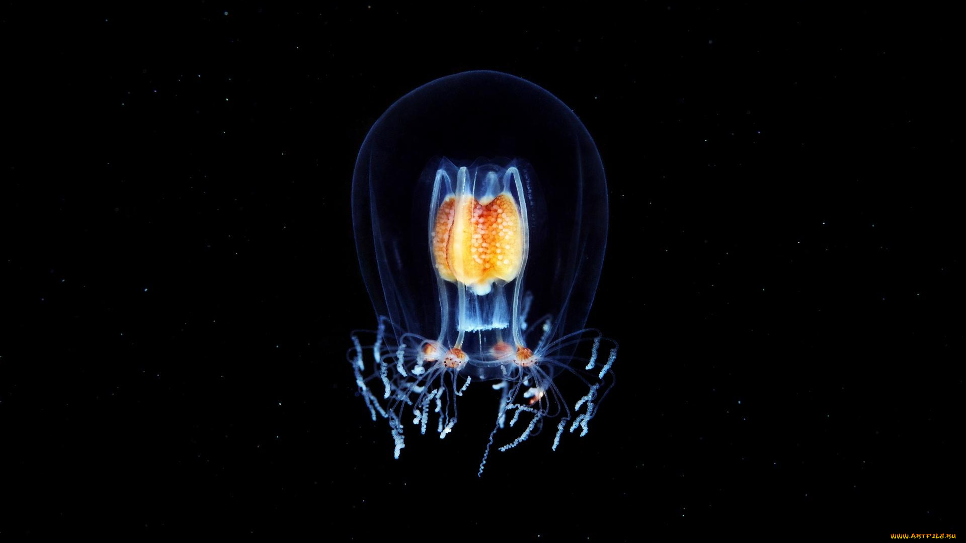 животные, медузы, гидромедуза, макро, вода