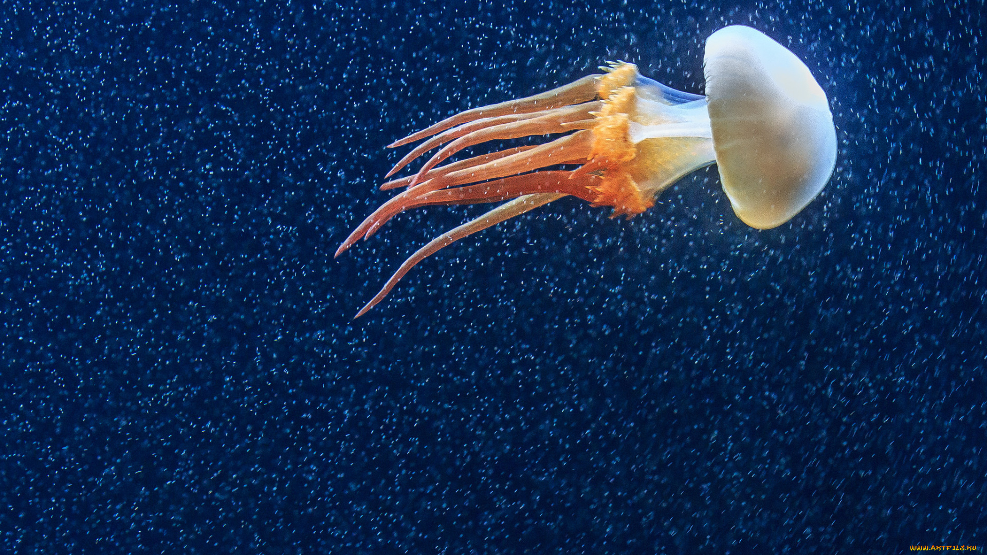 животные, медузы, океан