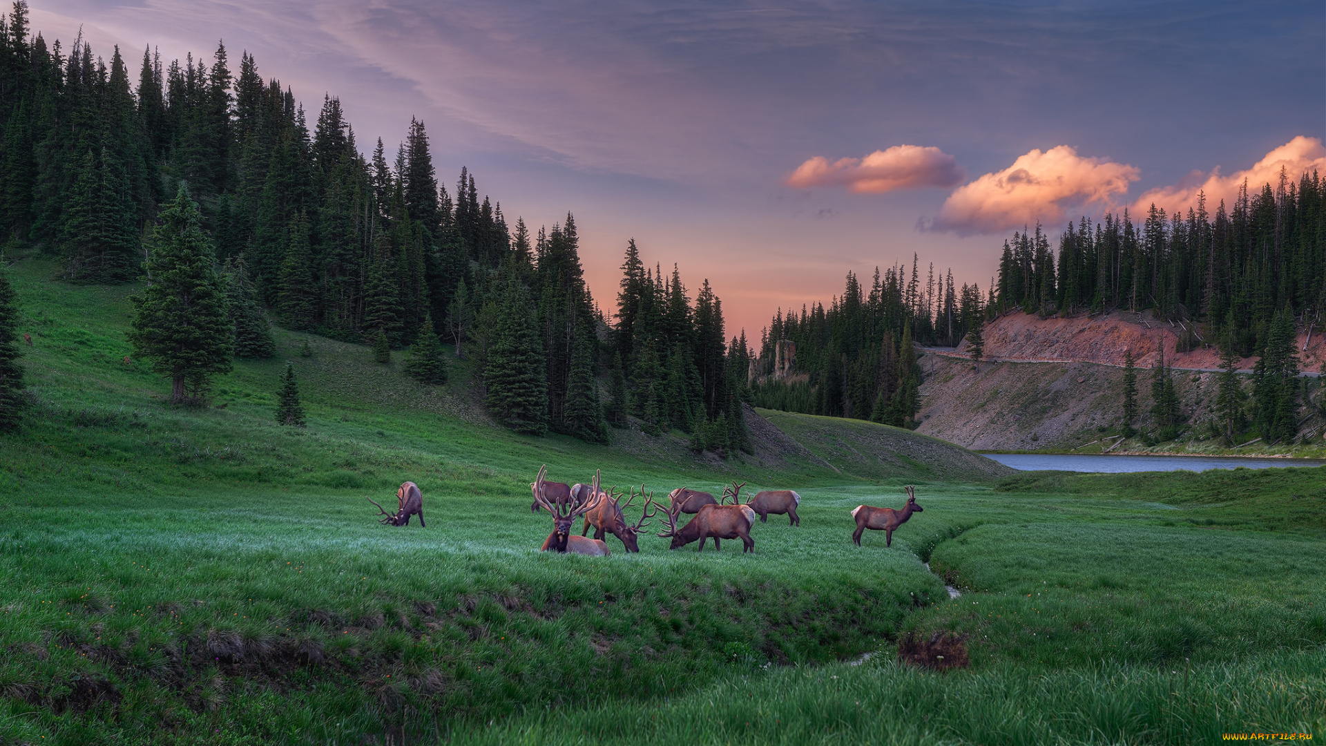 животные, олени, луг