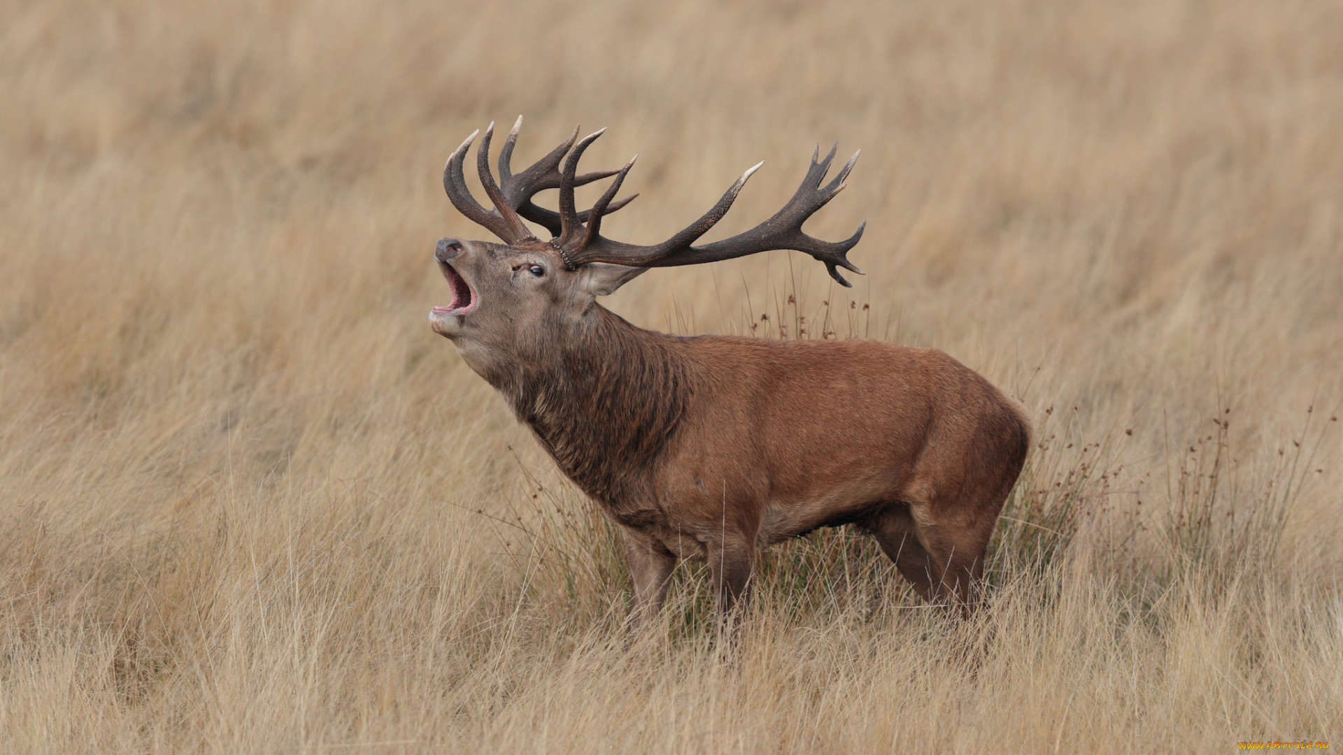 животные, олени, рога