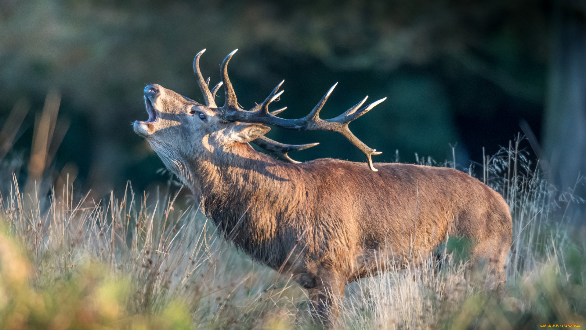 животные, олени, рога