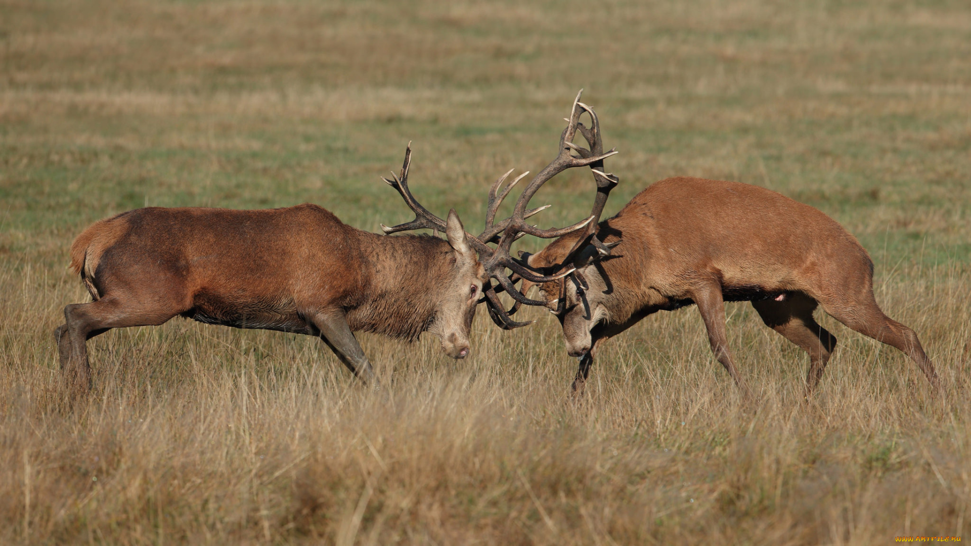 животные, олени, рога