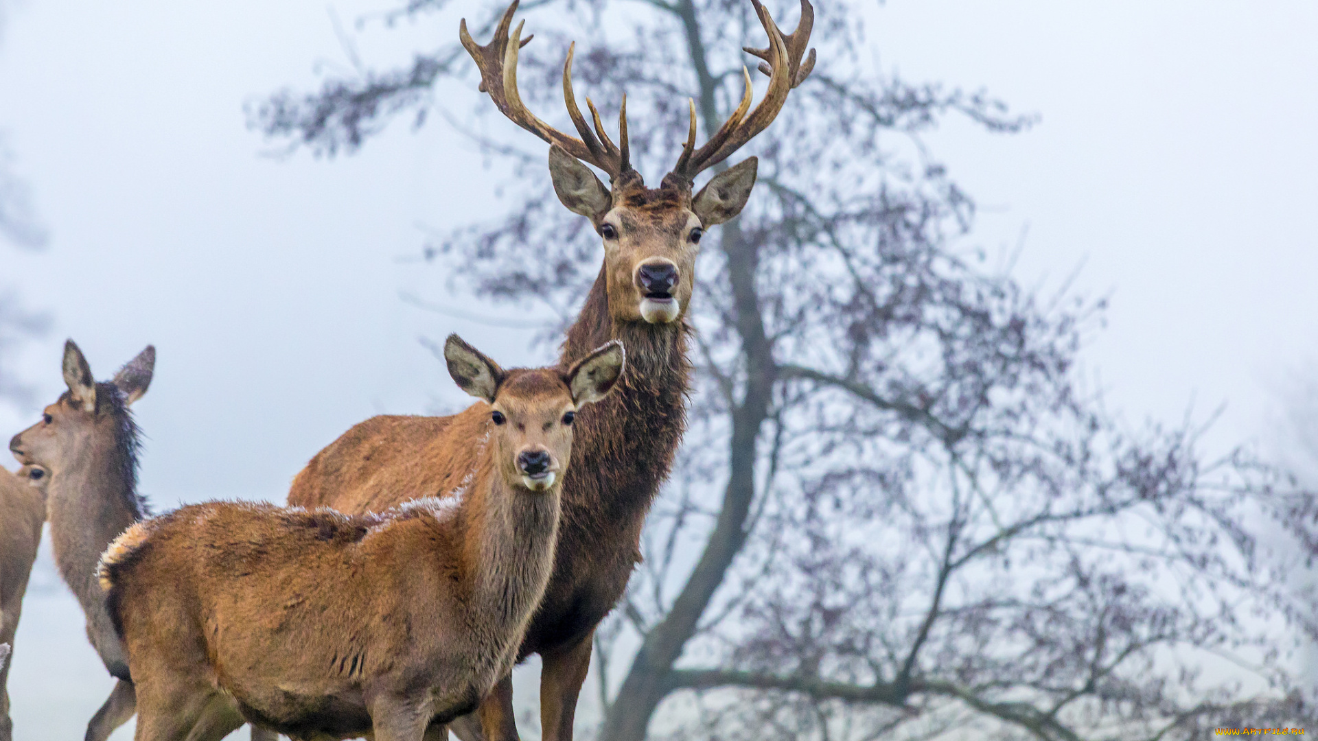 животные, олени, рога