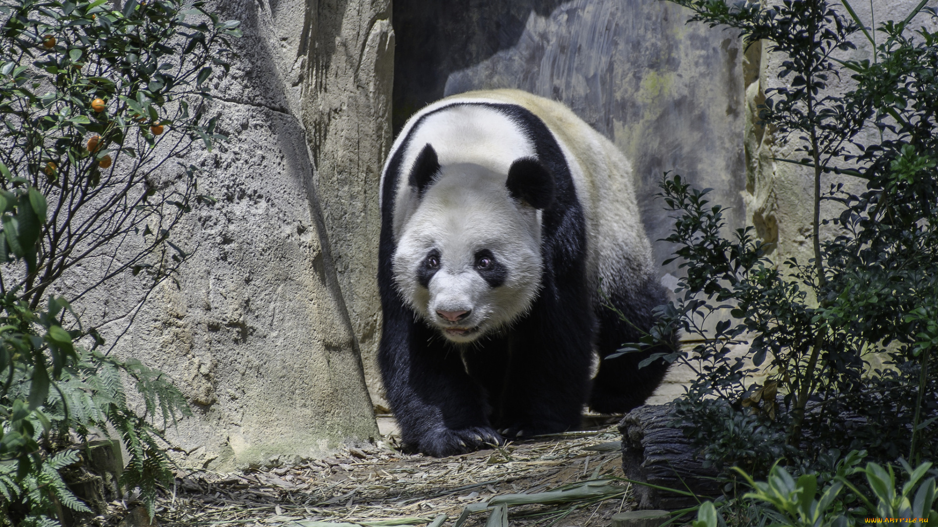 животные, панды, медведь