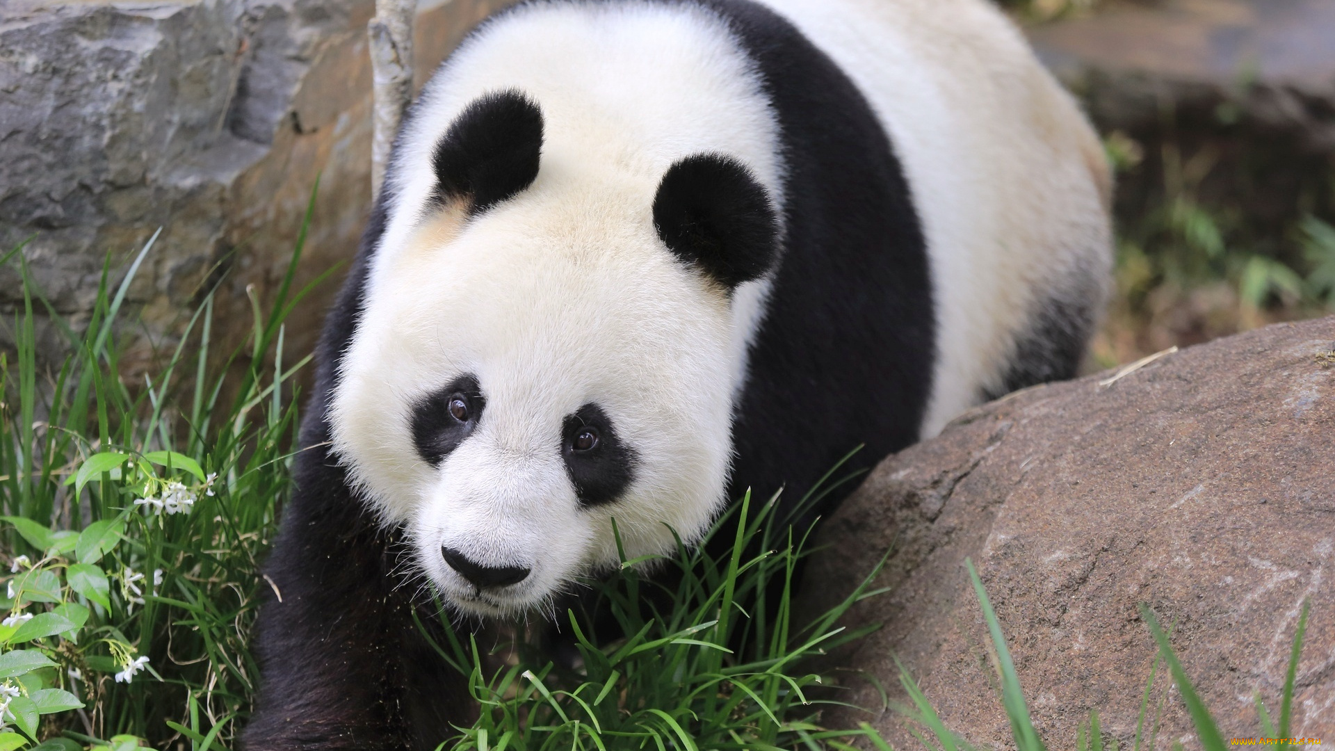 животные, панды, панда, камни, трава