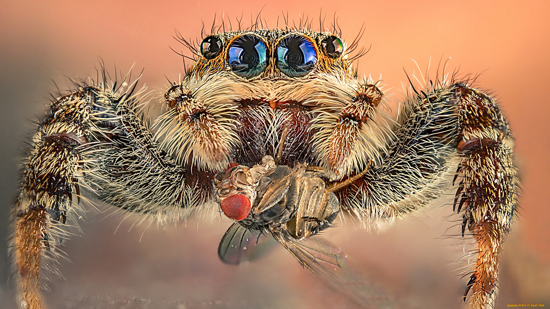 животные, пауки, паучек