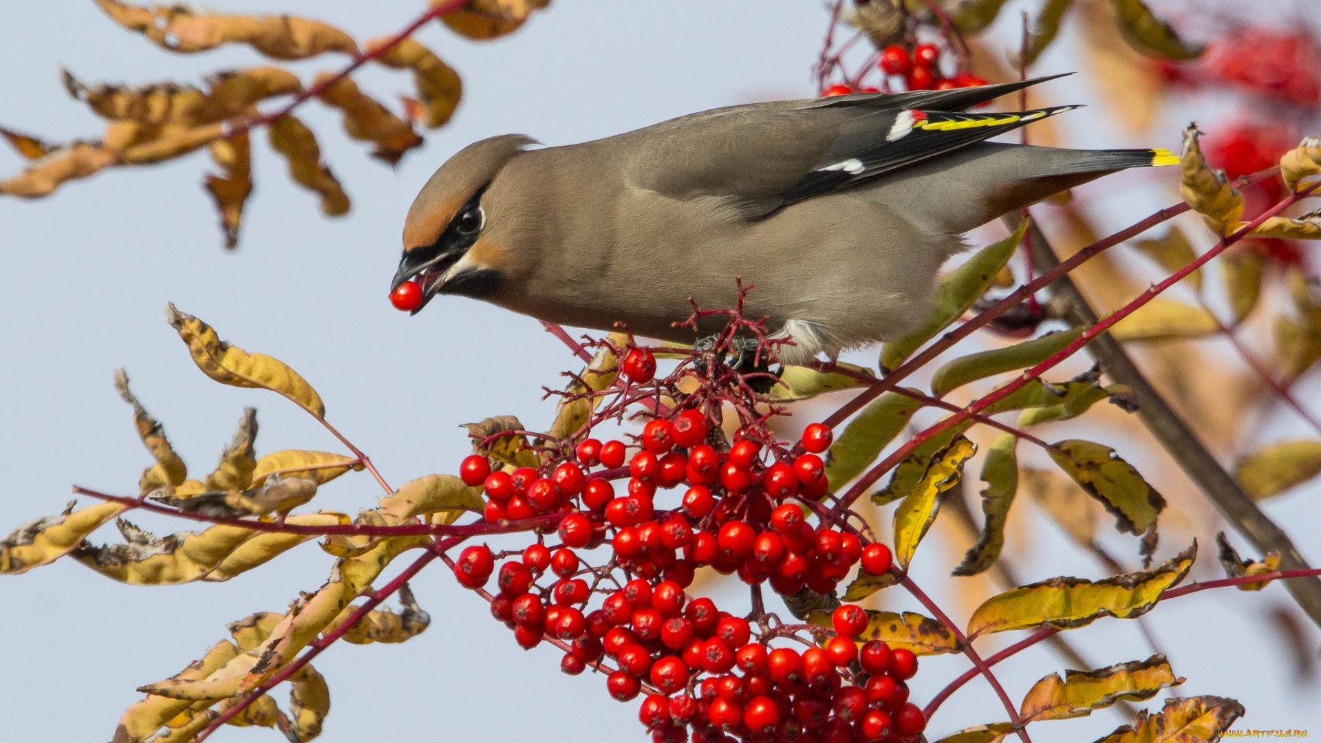 животные, птицы, птичка