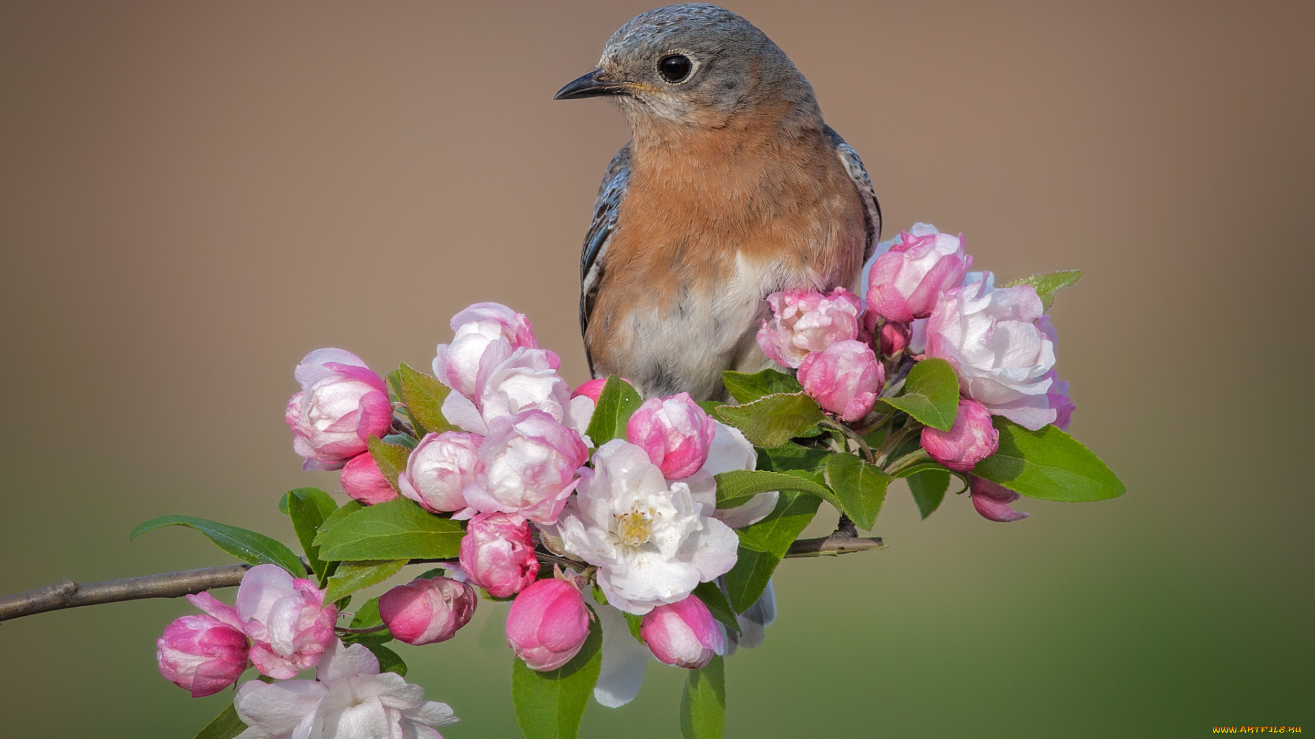 животные, птицы, птичка