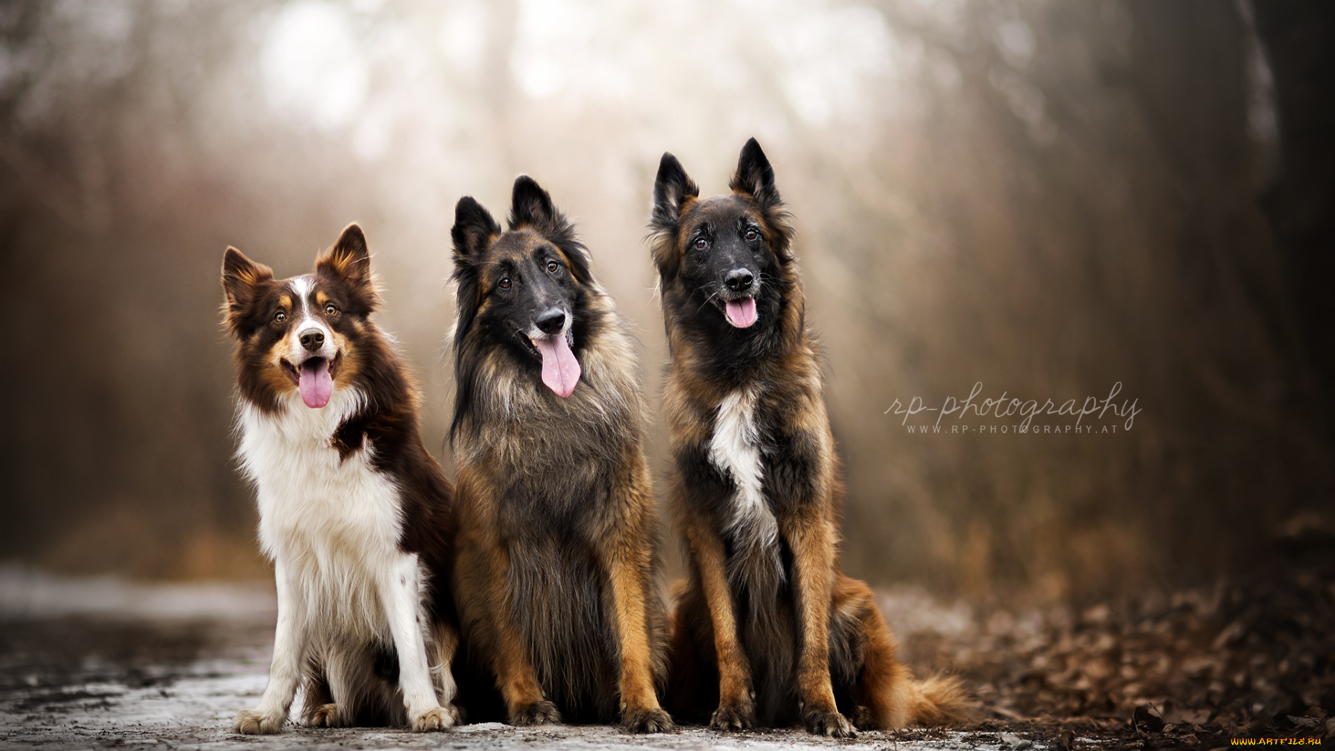 животные, собаки, друзья, природа