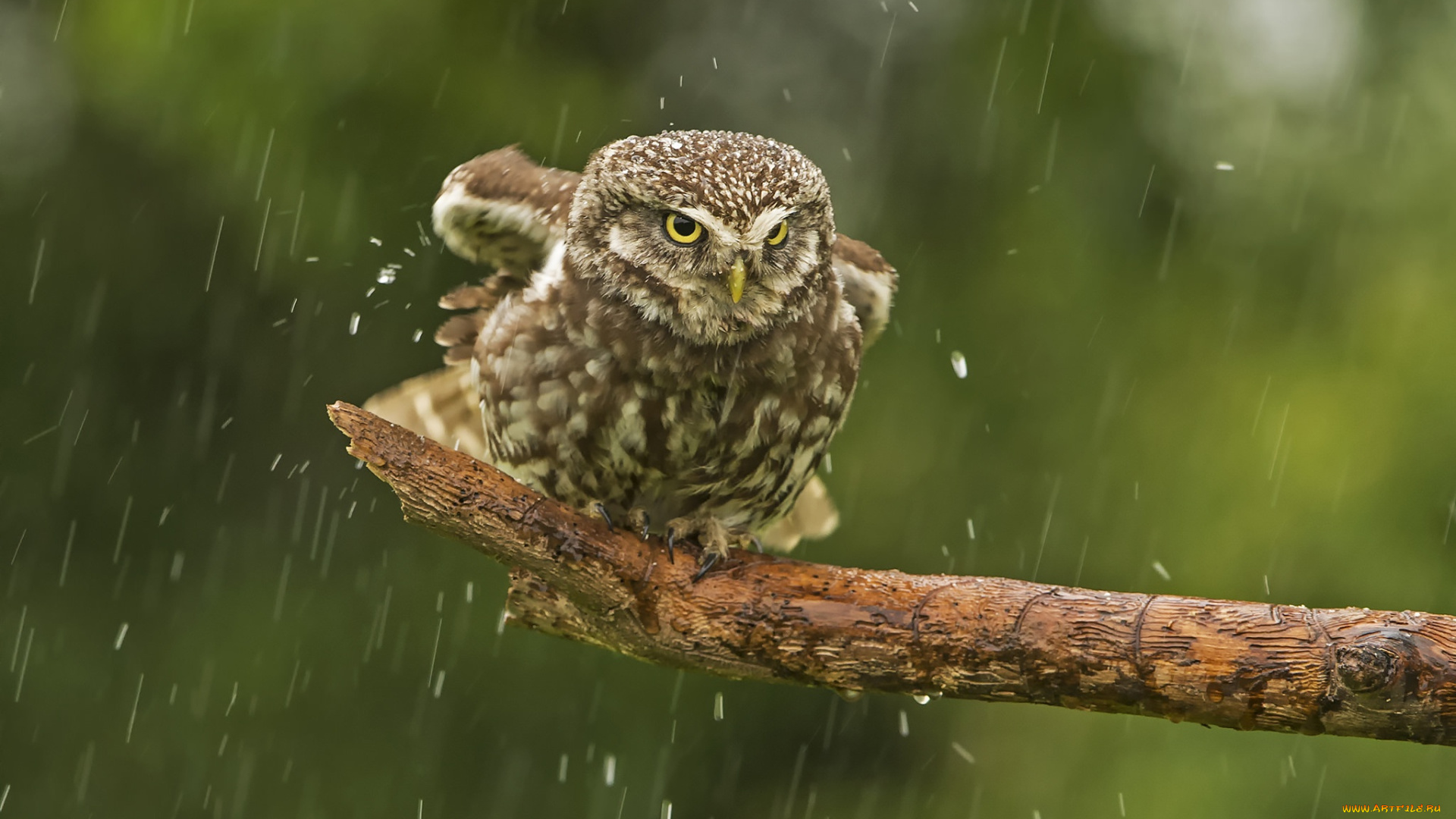 животные, совы, дождь, сова, птица, сук, домовый, сыч