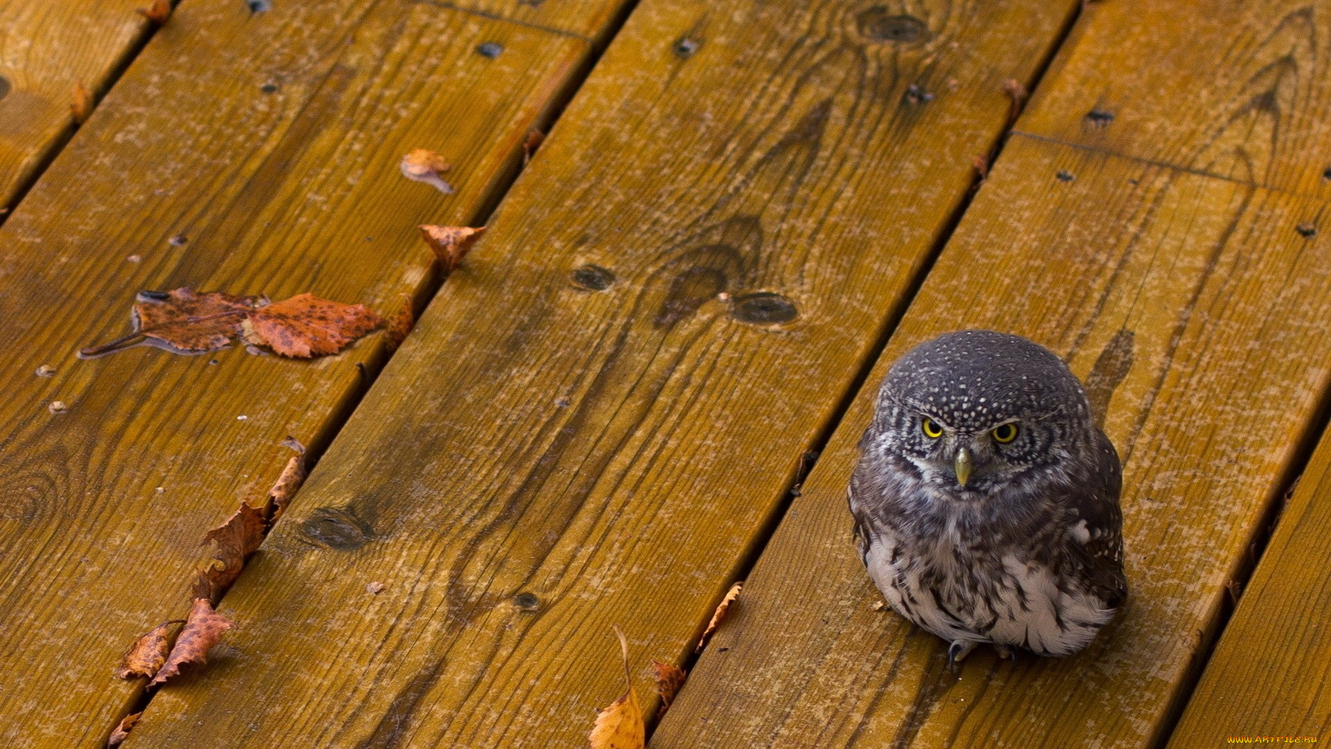 животные, совы, сова, птица, листья, пол