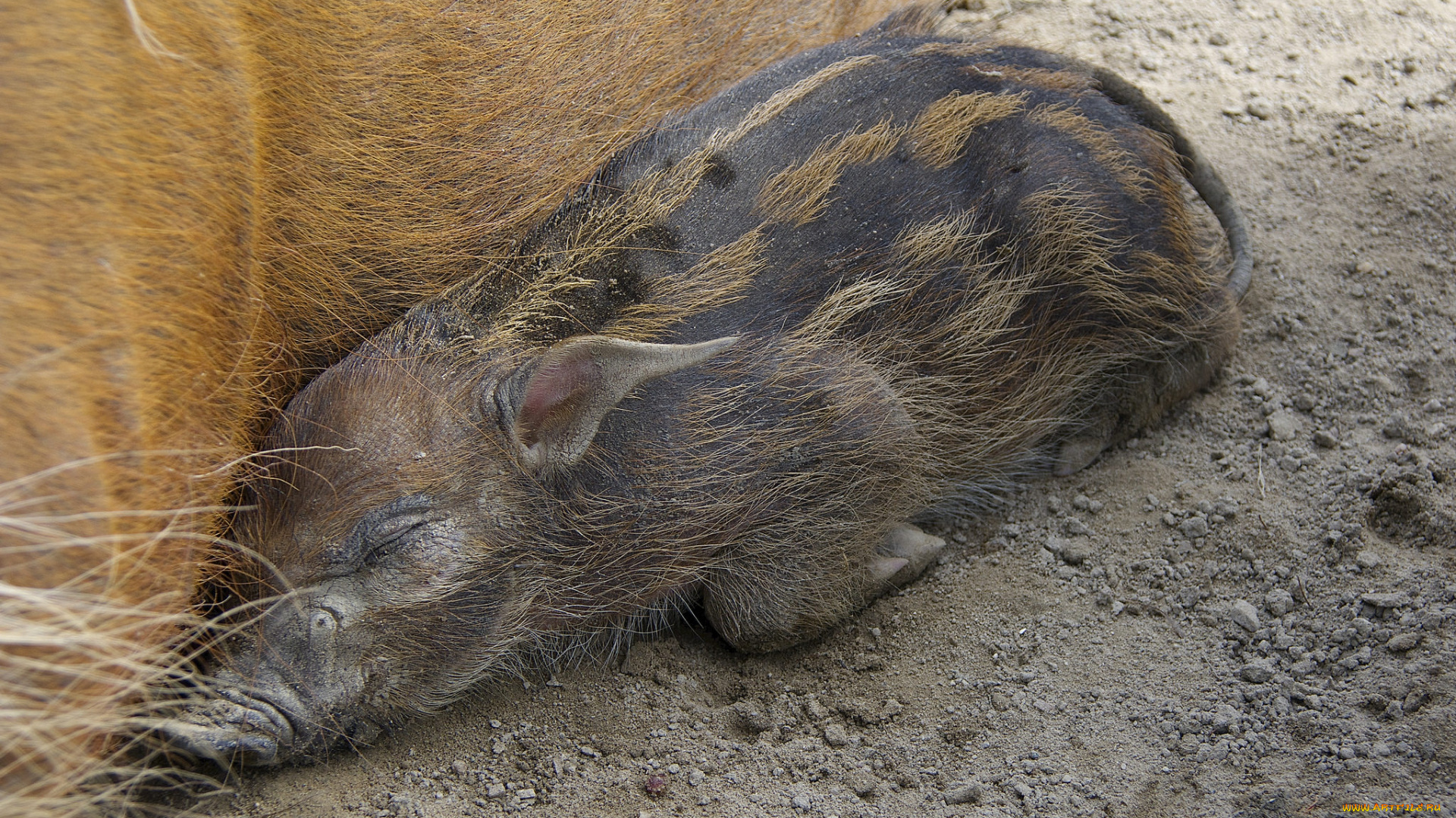 животные, свиньи, , кабаны, порося