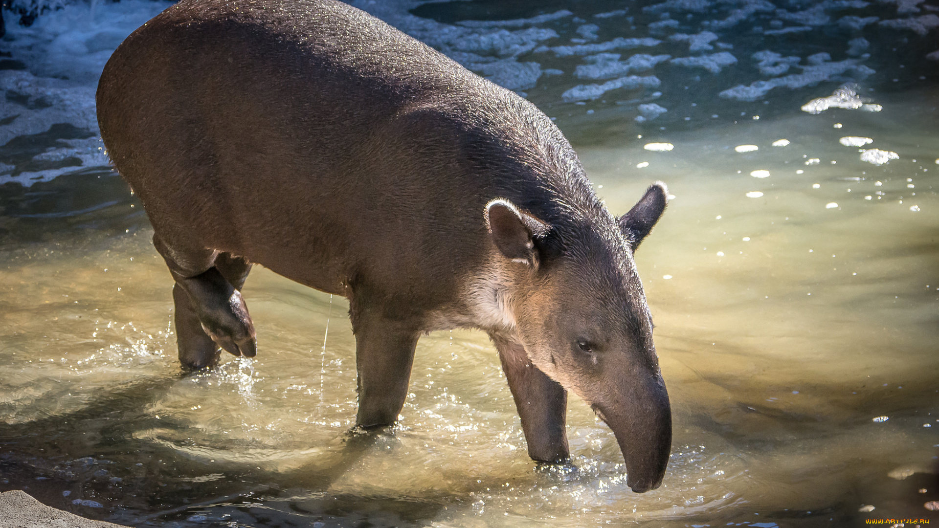 животные, тапиры, тапир