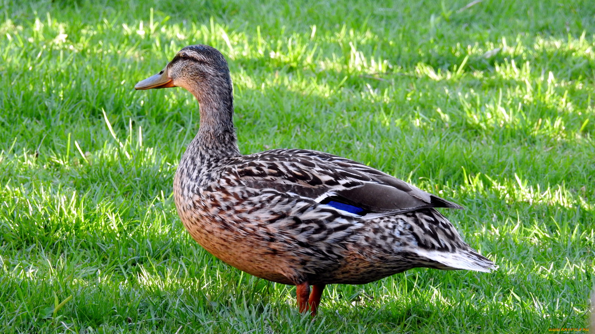 животные, утки, птица