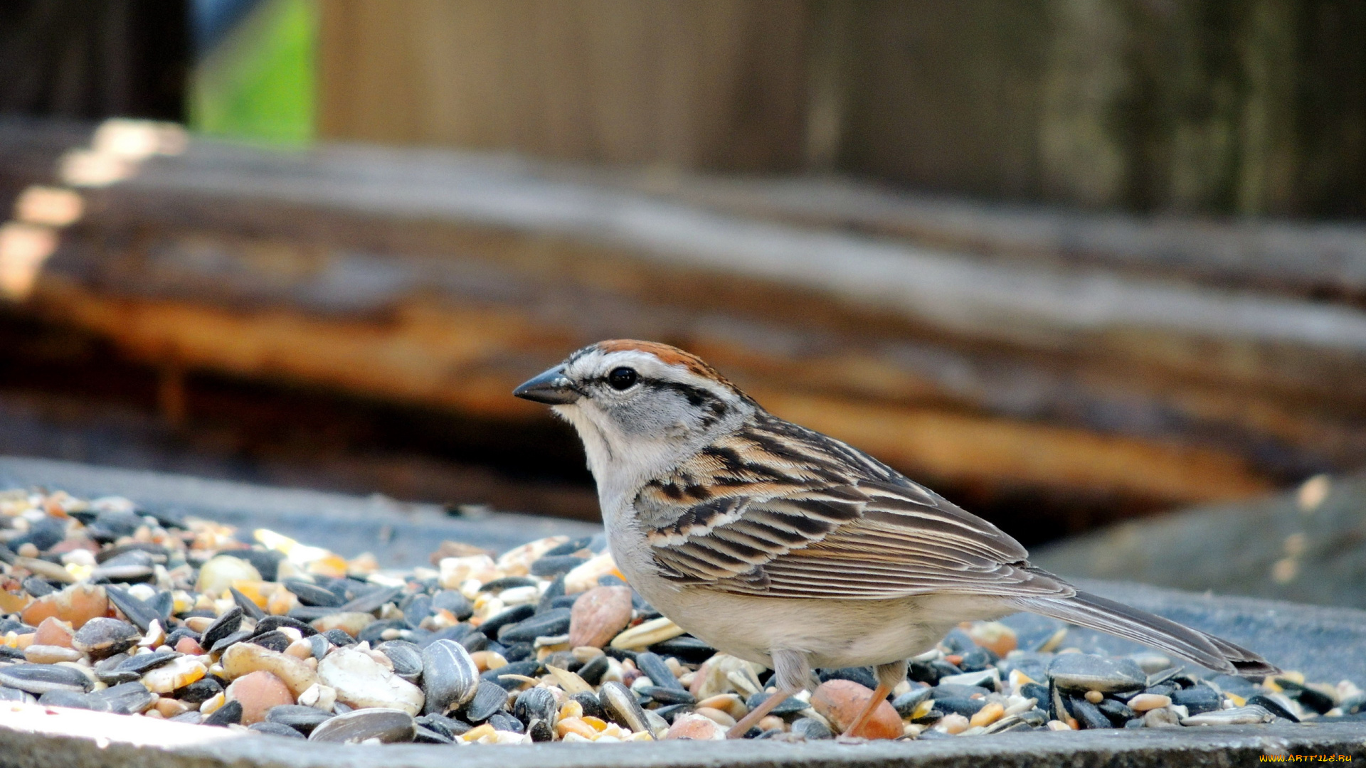 животные, воробьи, птица