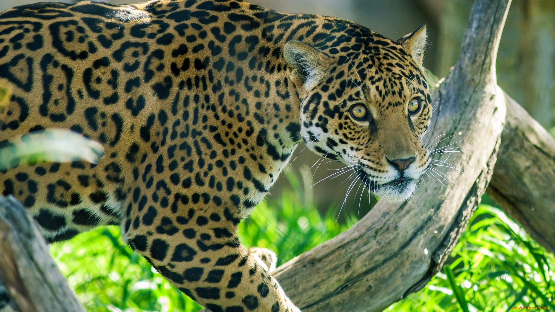 животные, Ягуары, пятна, морда, окрас