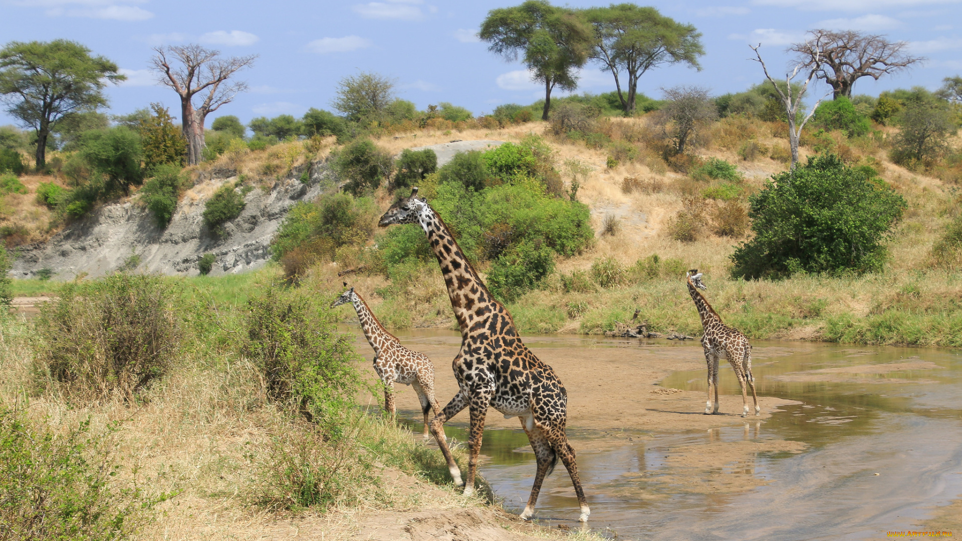 животные, жирафы, шея