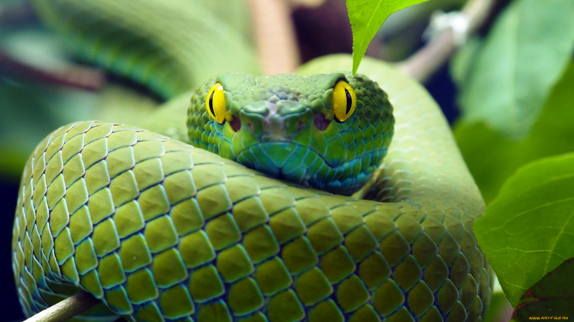 животные, змеи, , питоны, , кобры, змея, зеленая, взгляд
