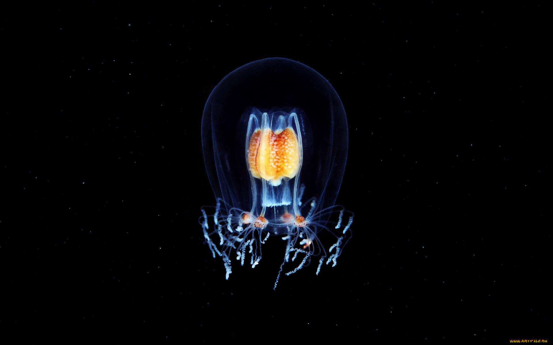 животные, медузы, гидромедуза, макро, вода