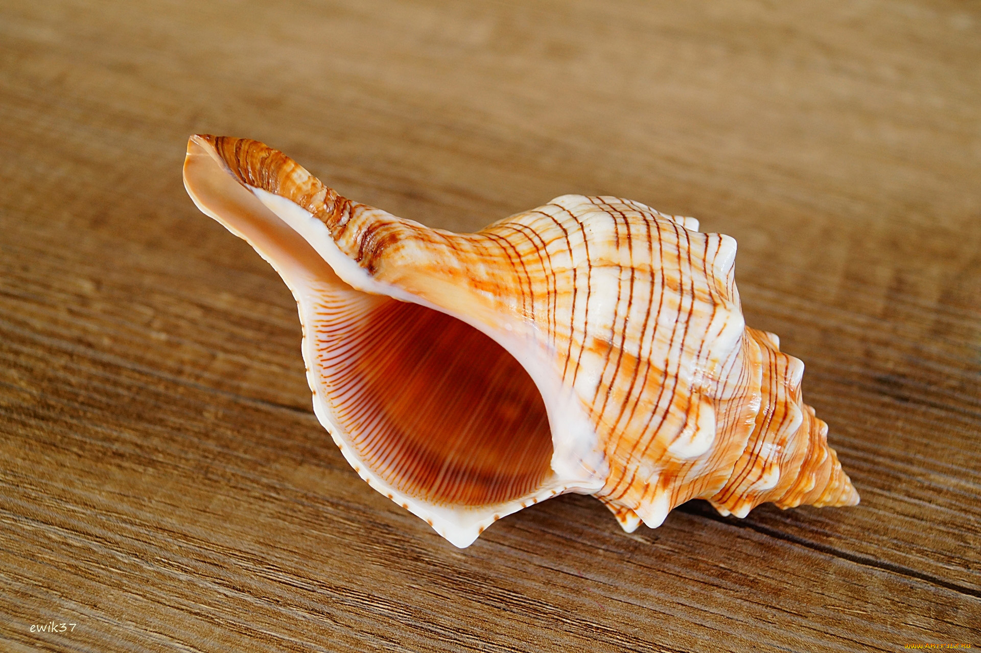 разное, ракушки, , кораллы, , декоративные, и, spa-камни, макро