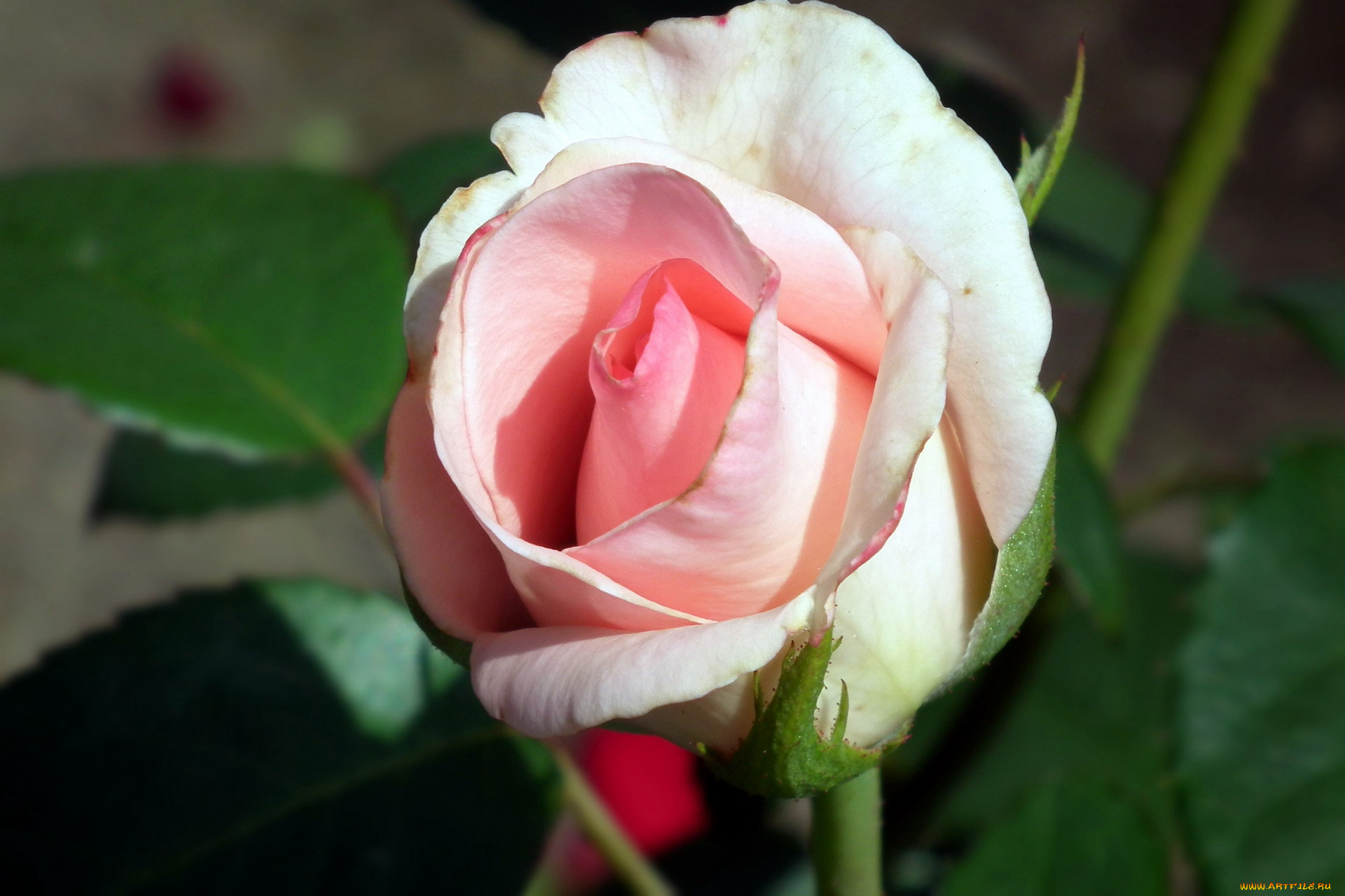 цветы, розы, бутон