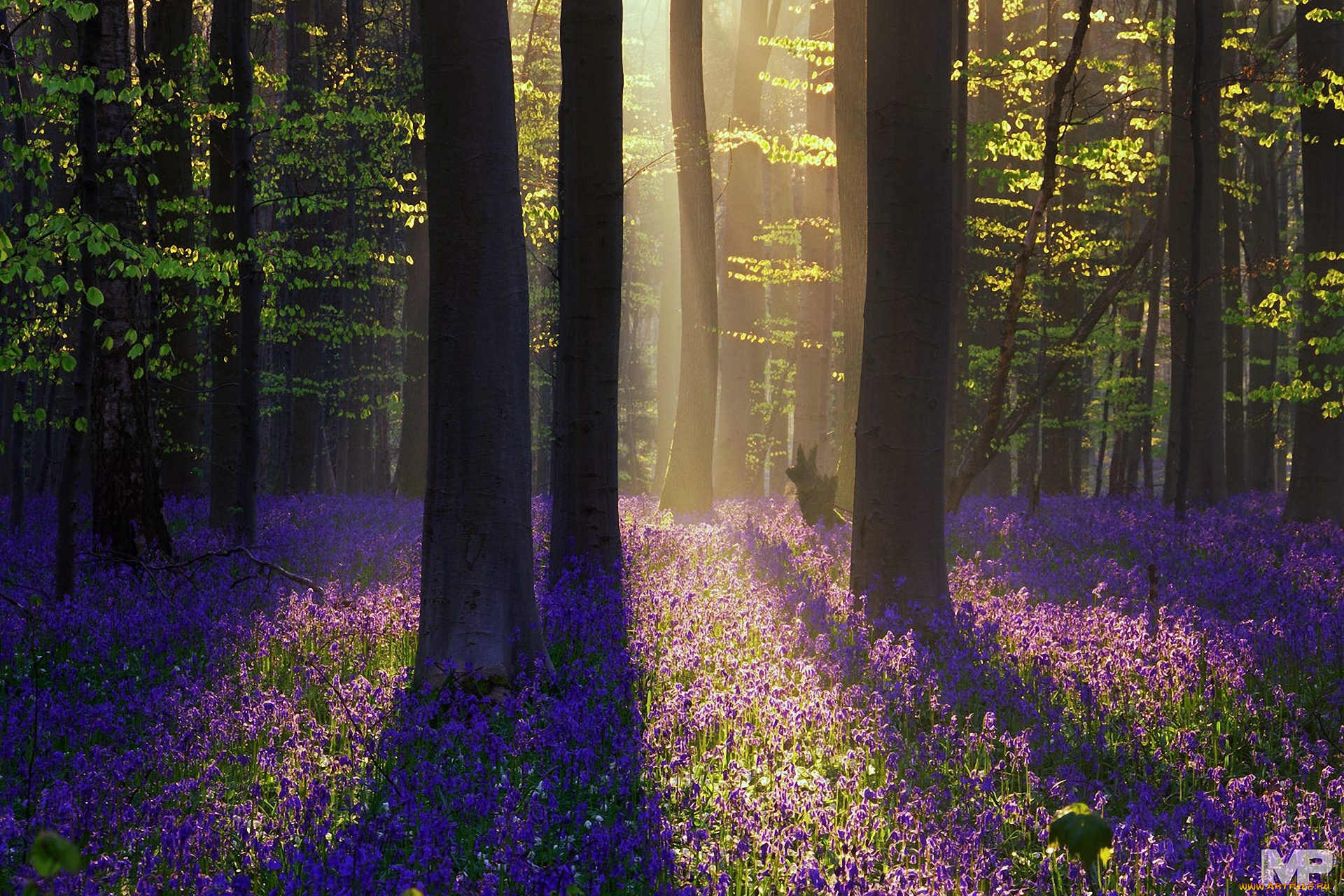 природа, лес, цветы