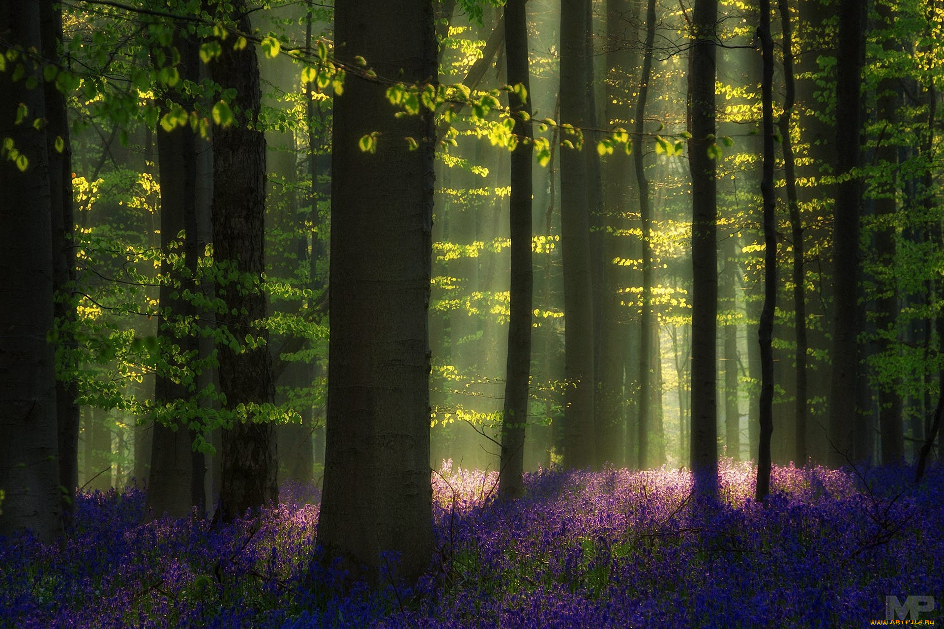 природа, лес, цветы