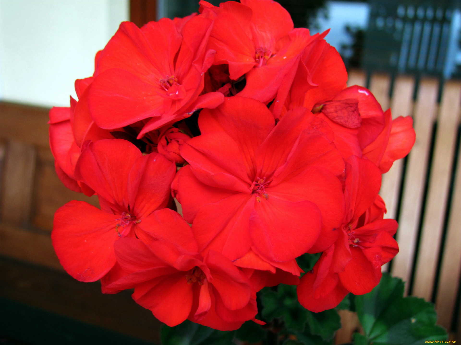 цветы, герань, алый