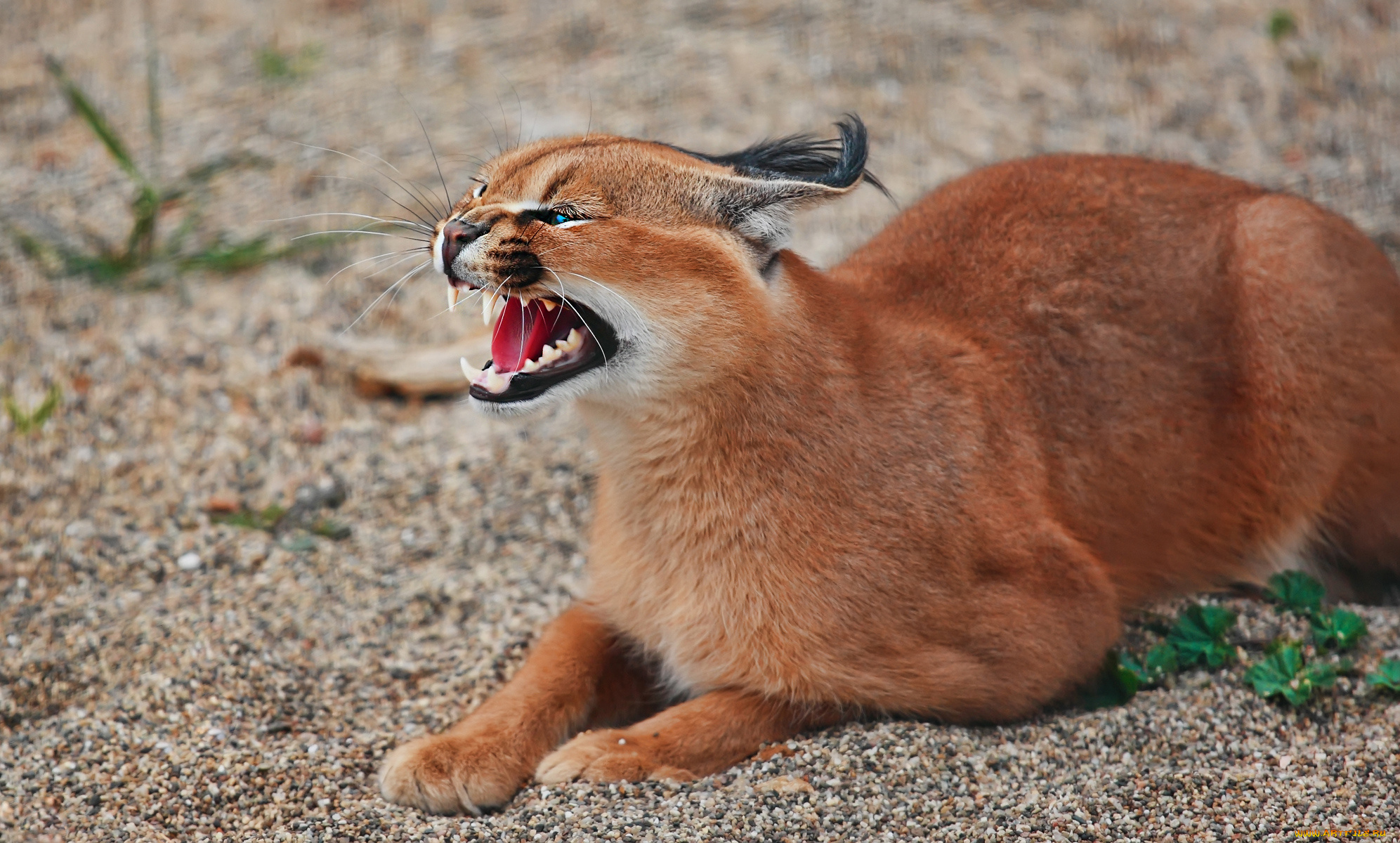 каракал, животные, рыси, рысь, степная, кошачьи, хищник