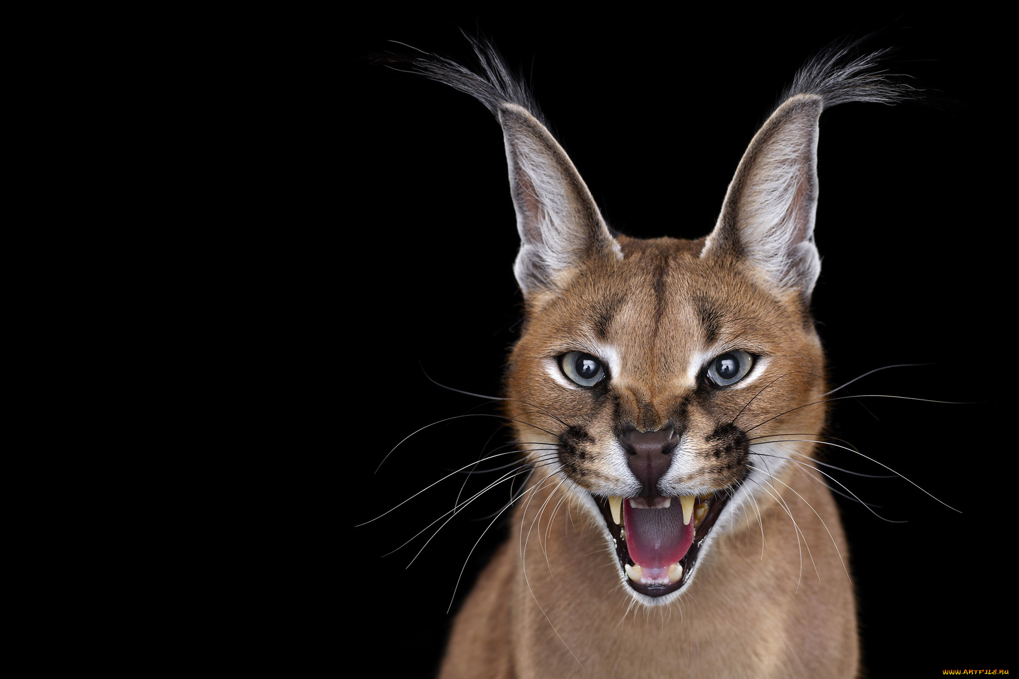 каракал, животные, рыси, рысь, степная, кошачьи, хищник