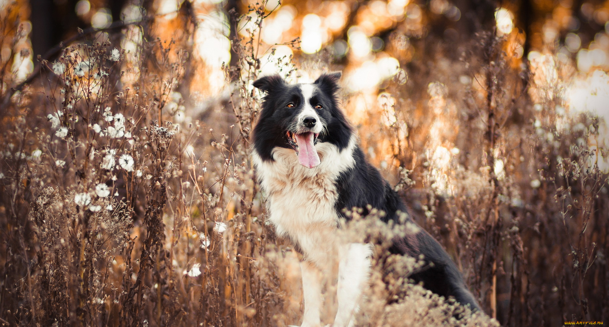 животные, собаки, собака, взгляд, друг