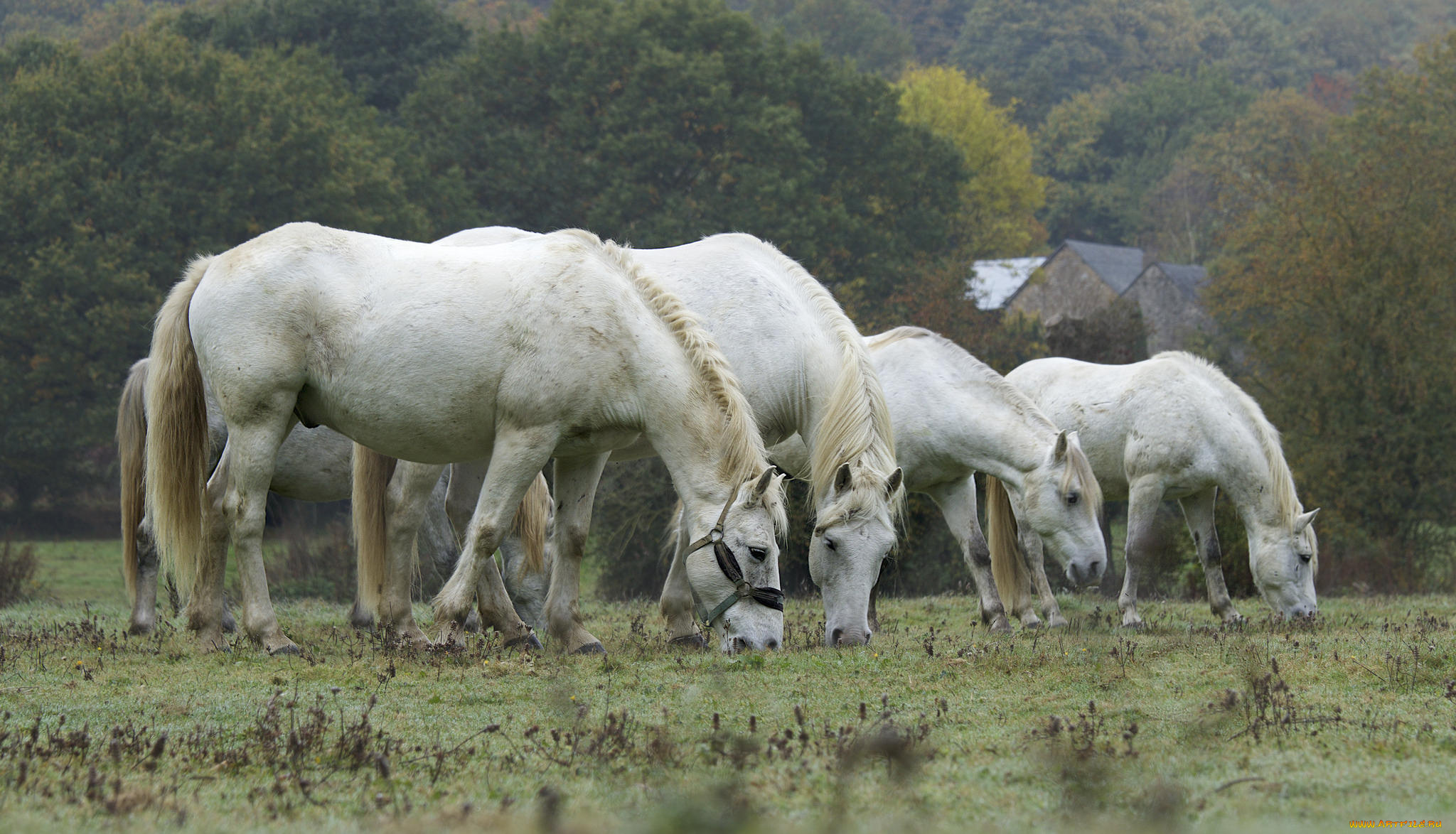 животные, лошади, лошадка