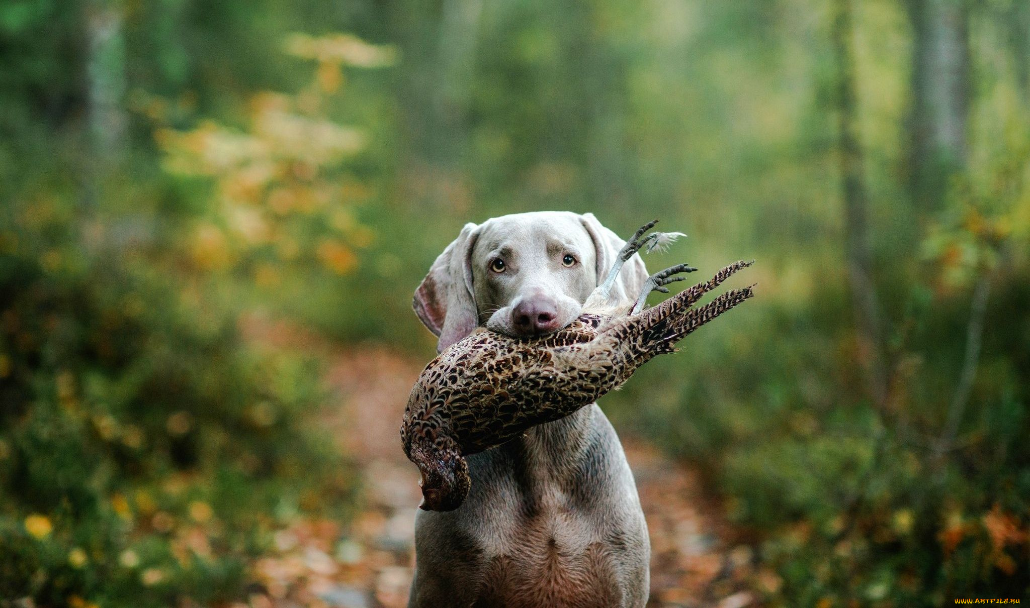 животные, собаки, лес, охота, птица, охотник, собака