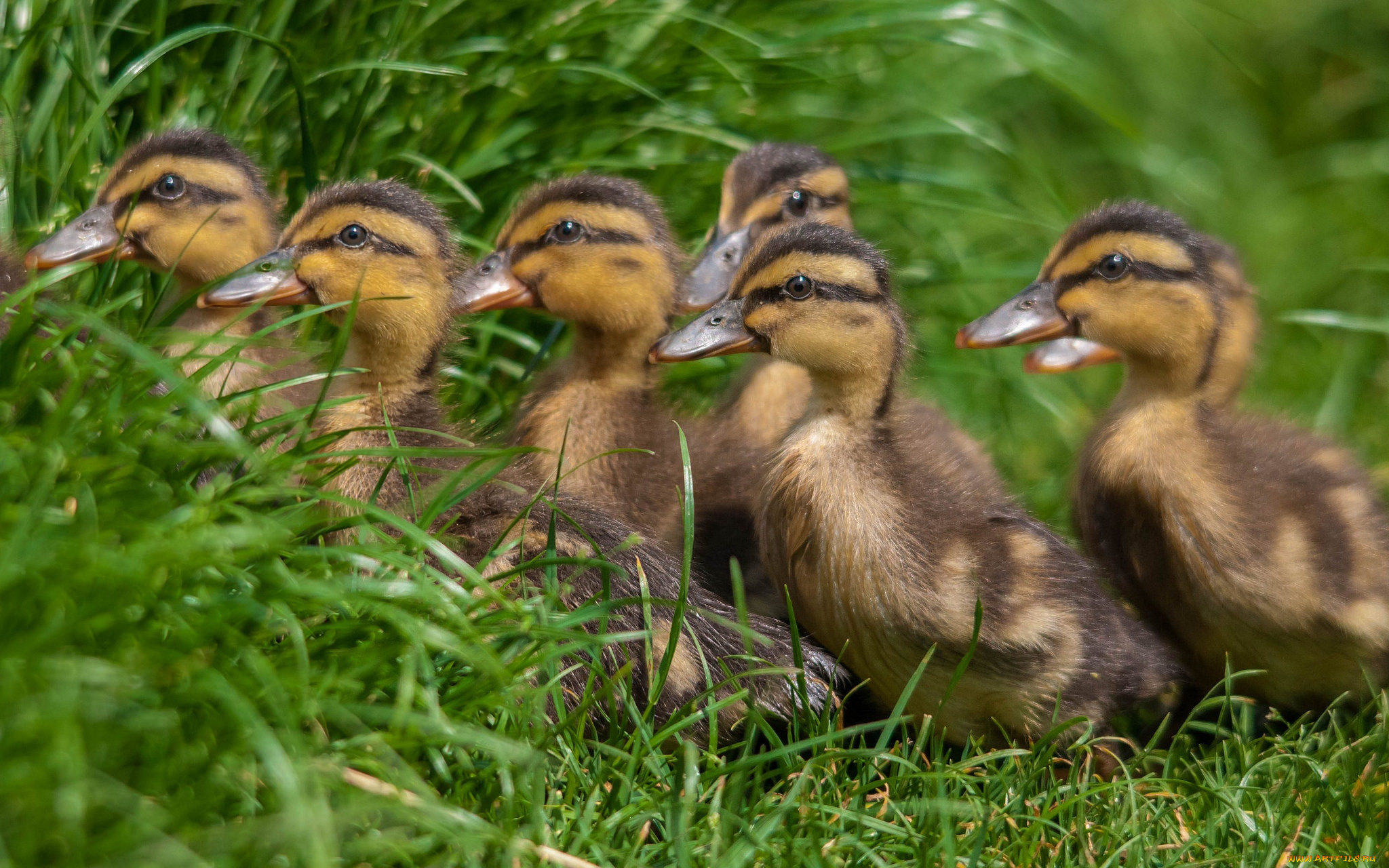 животные, утки, птичка